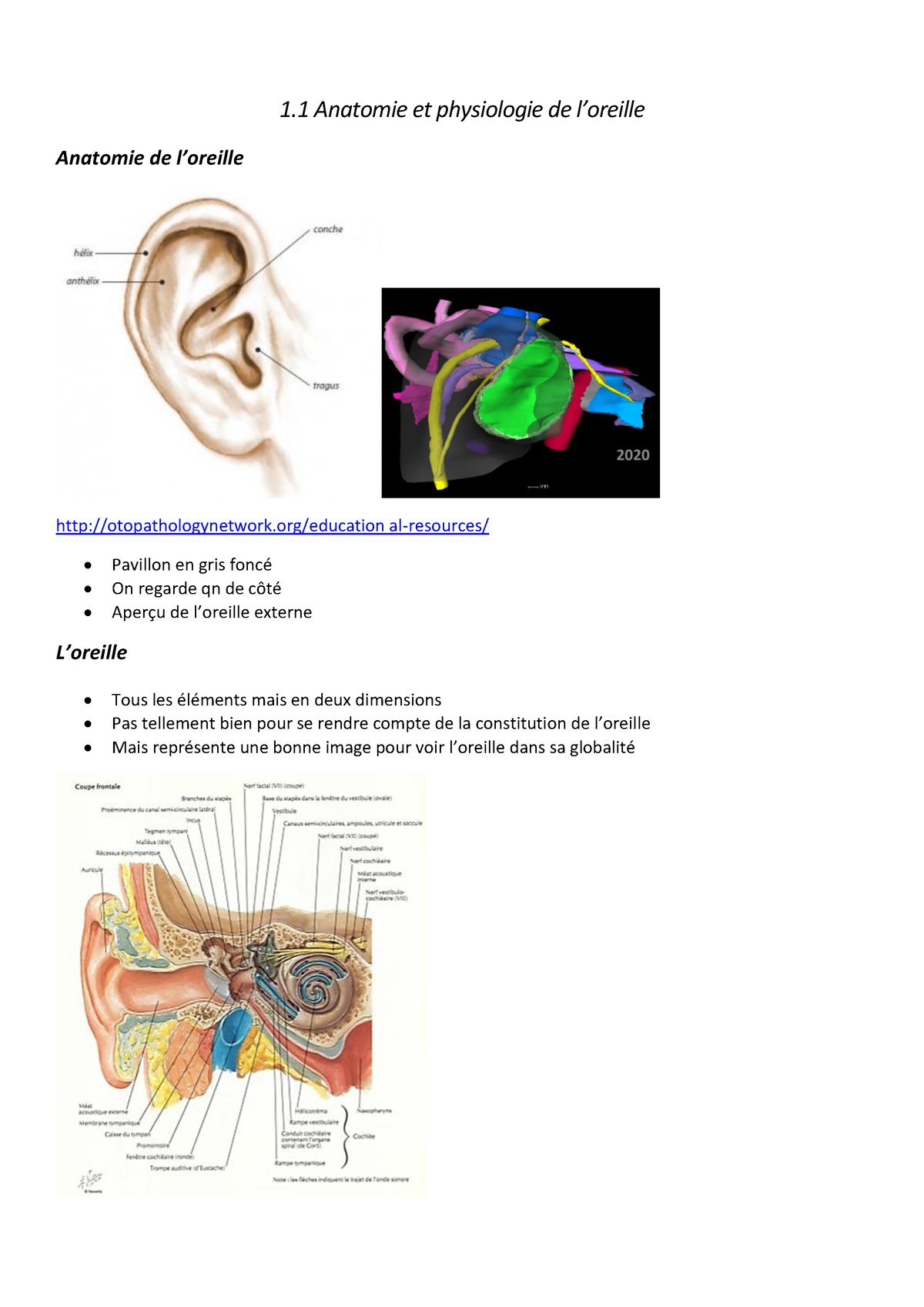 Organisation de l'oreille interne. A. Vue en coupe de l'oreille