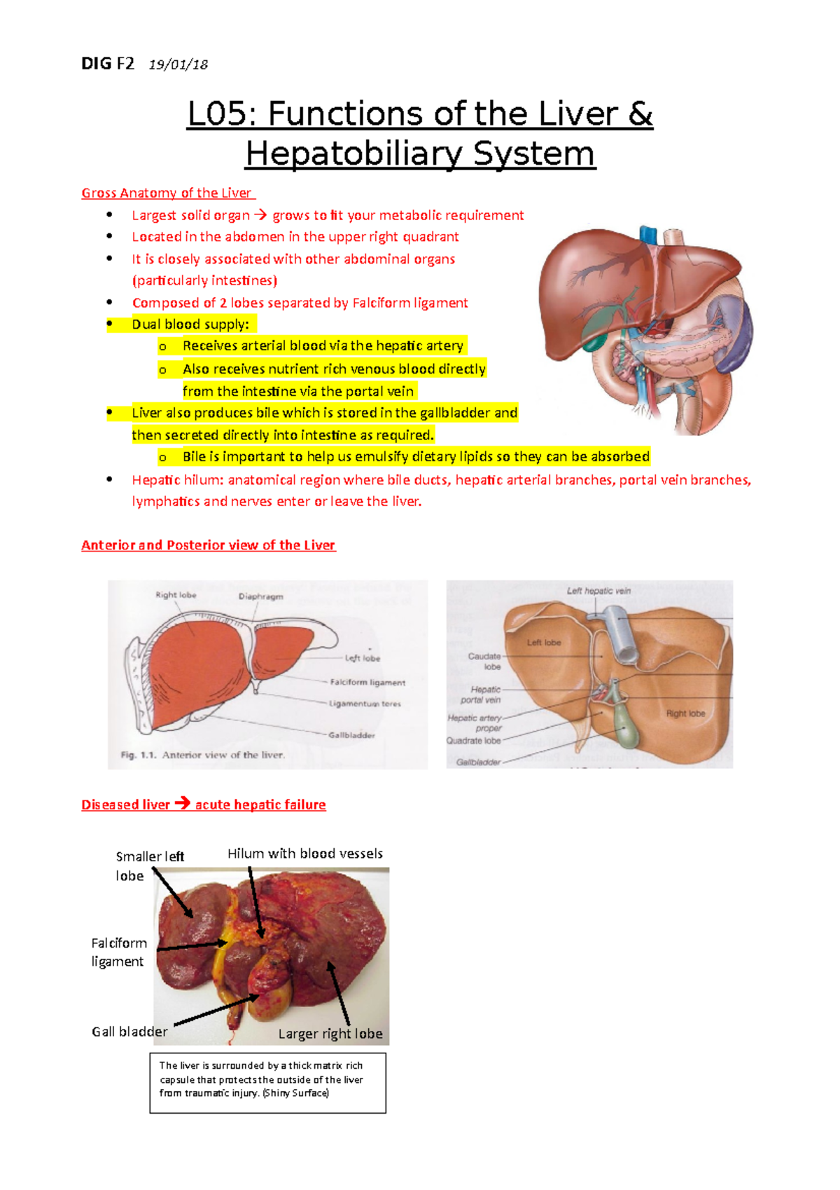 L06 Functions of the Liver and hepatobiliary system - L05: Functions of ...