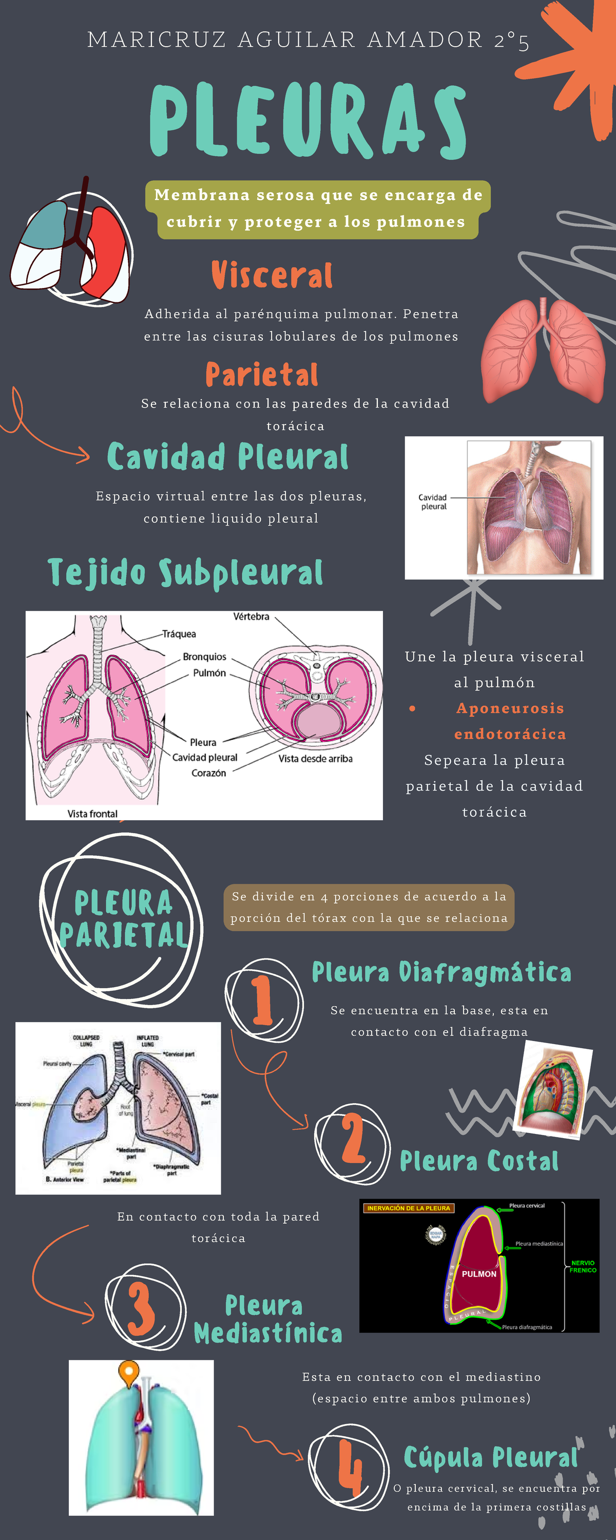 Infograf A De Pleuras Pleura Costal Maricruz Aguilar Amador Pleuras Membrana Serosa Que