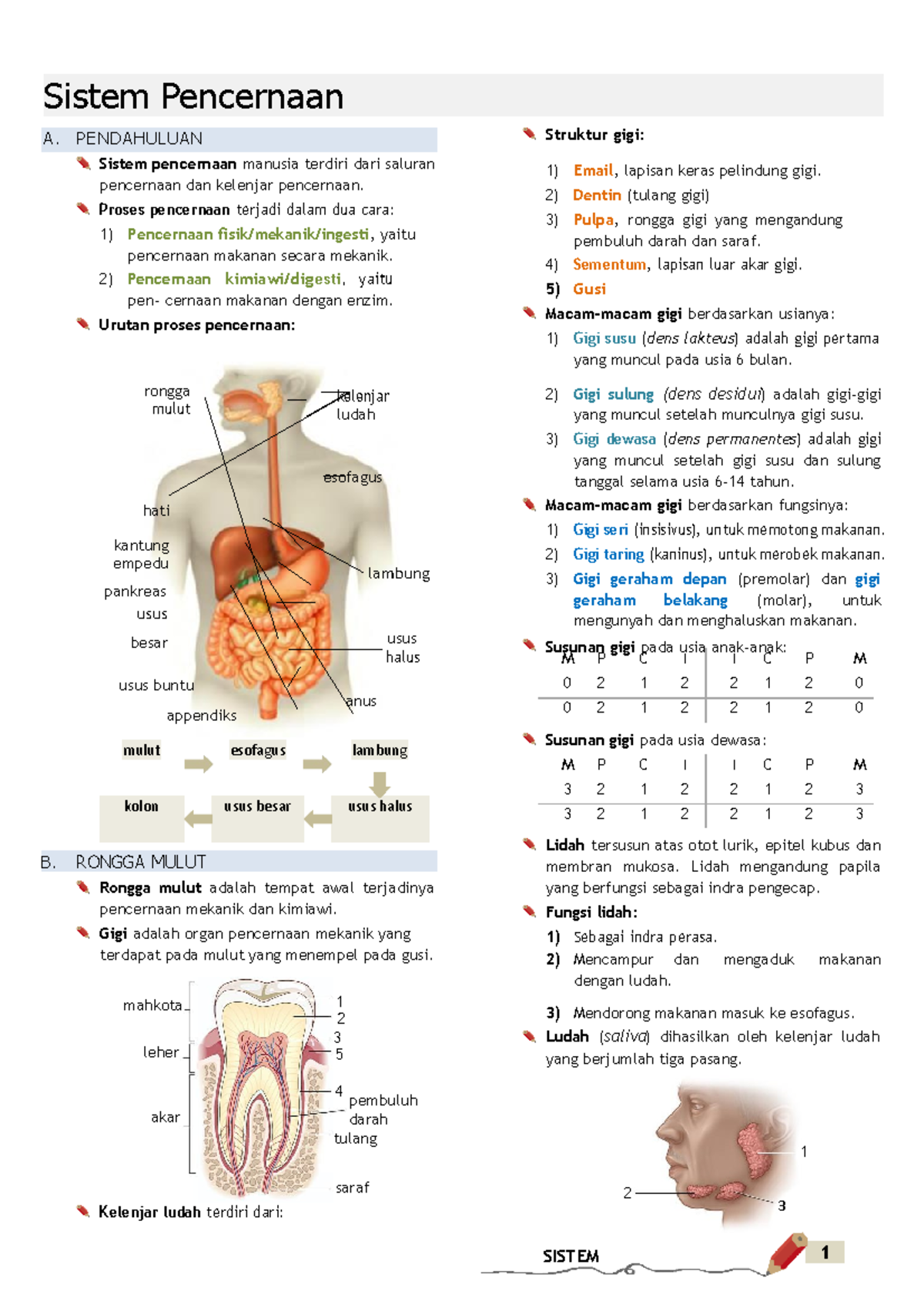 Materi Sistem Pencernaan - Mulut Esofagus Lambung Kolon Usus Besar Usus ...