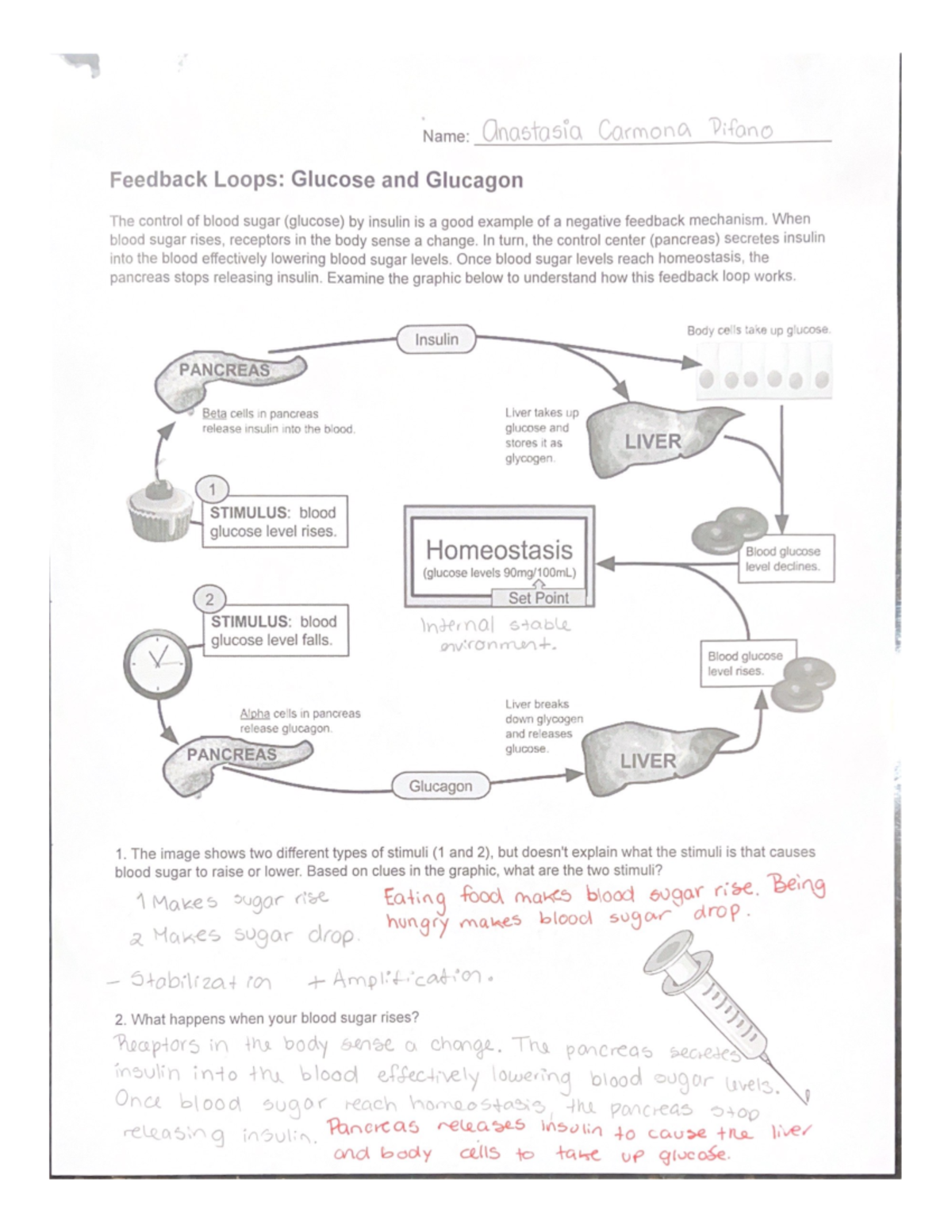 Feedback Loops Glucose and Glucagon - Studocu