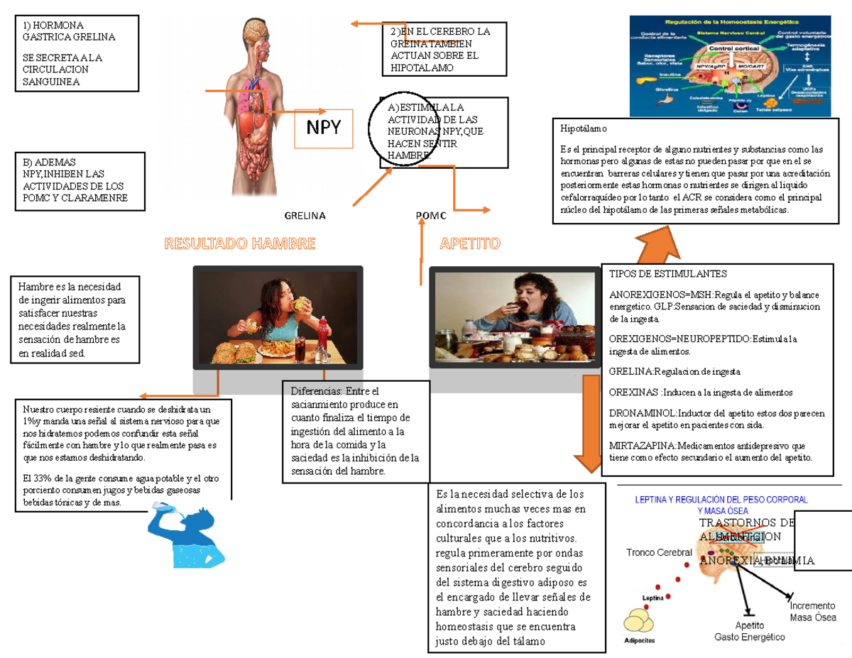 Mapa mental sobre alimentacion - Hipotálamo Es el principal receptor de  alguno nutrientes y - Studocu