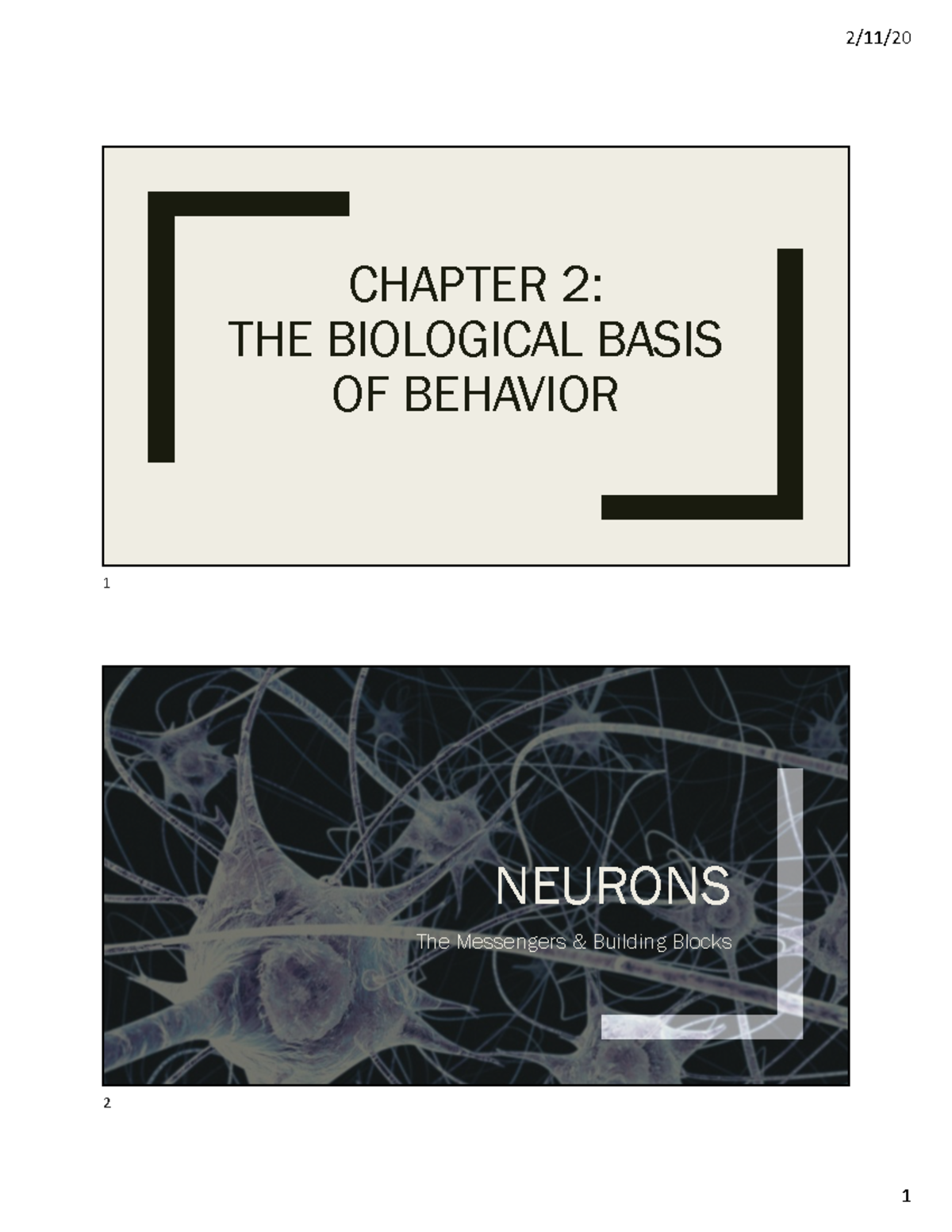 Chapter 2- Biological Basis KN - CHAPTER 2: THE BIOLOGICAL BASIS OF ...