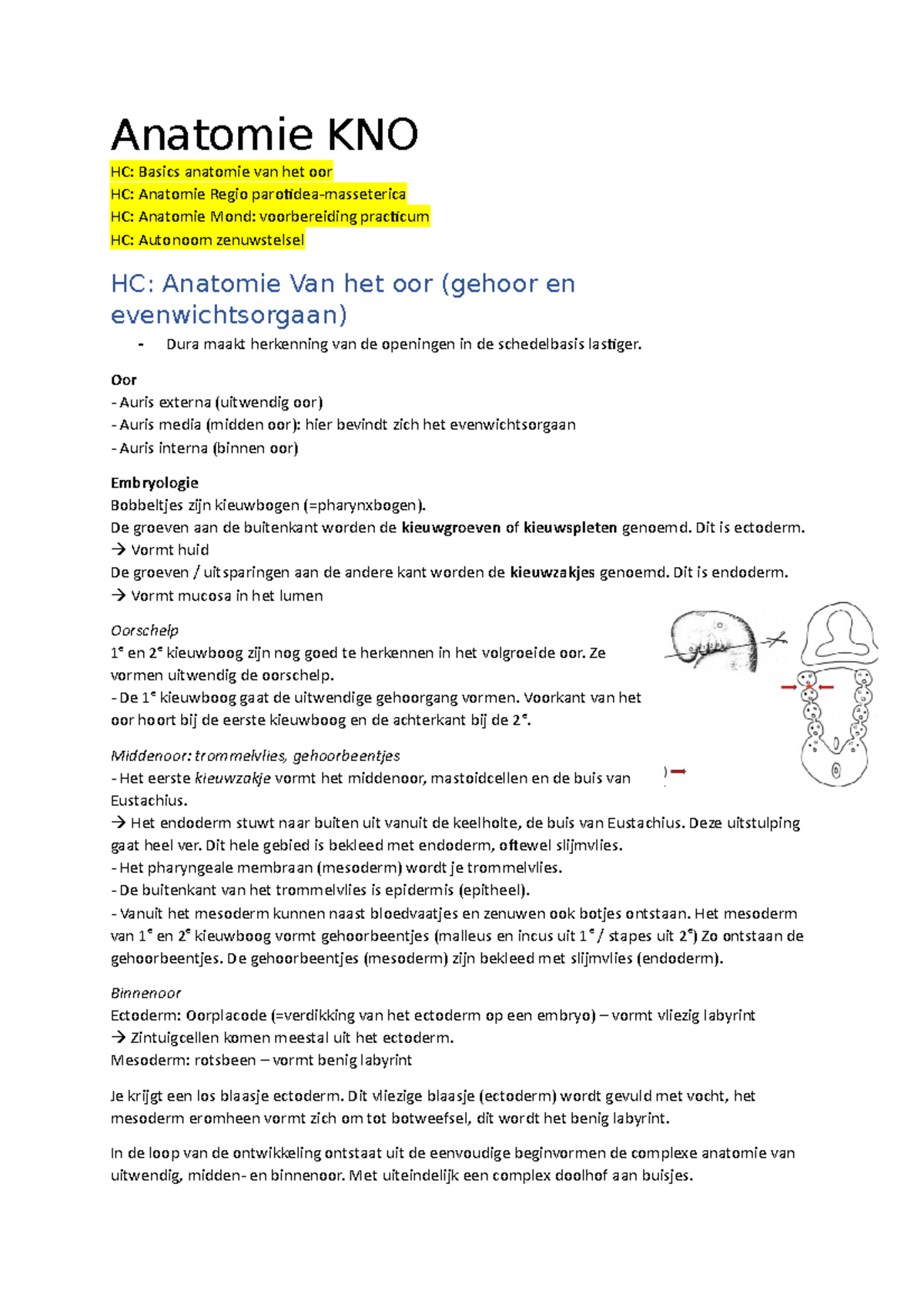 Module Anatomie KNO - Anatomie KNO HC: Basics anatomie van het oor HC ...
