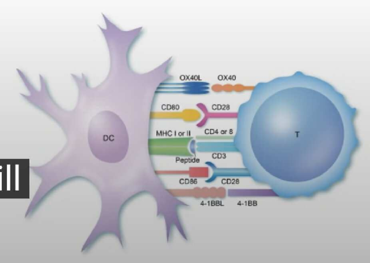 T cell receptors - BABS3041 - Studocu