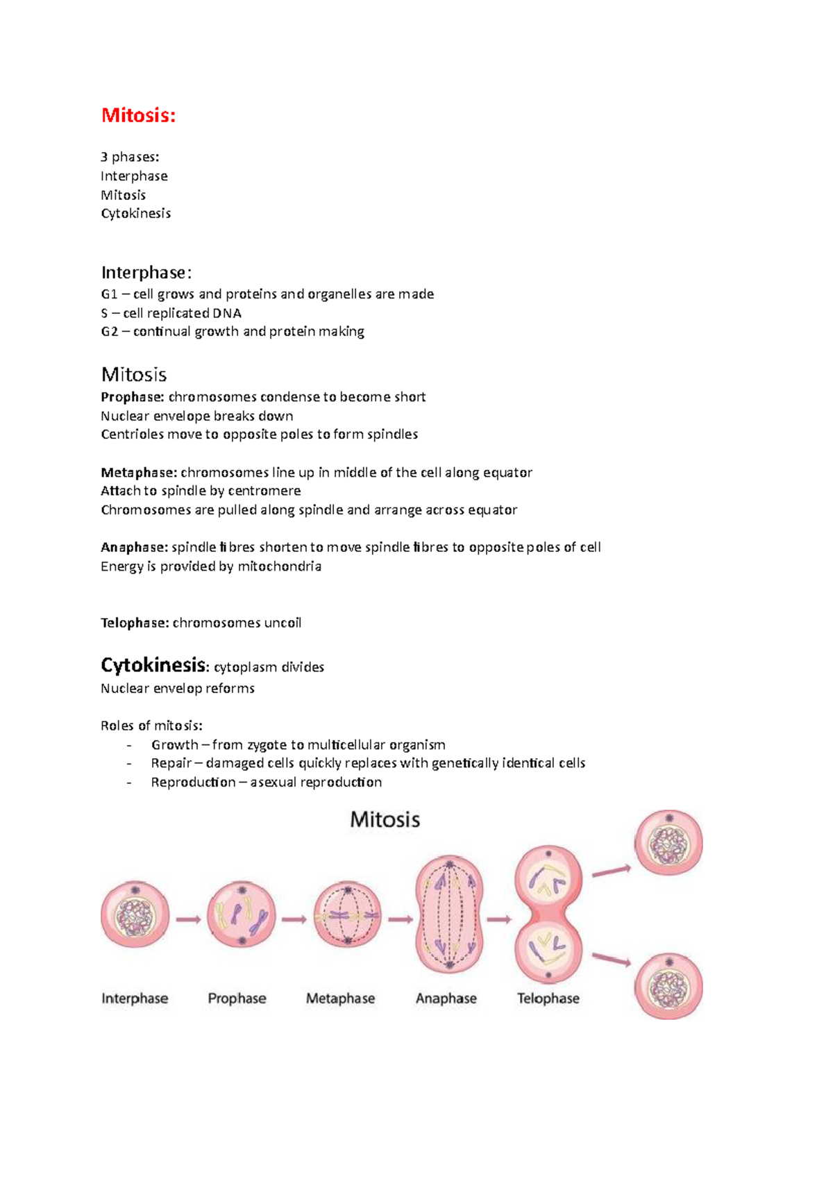 Mitosis - informative notes - Mitosis: 3 phases: Interphase Mitosis ...