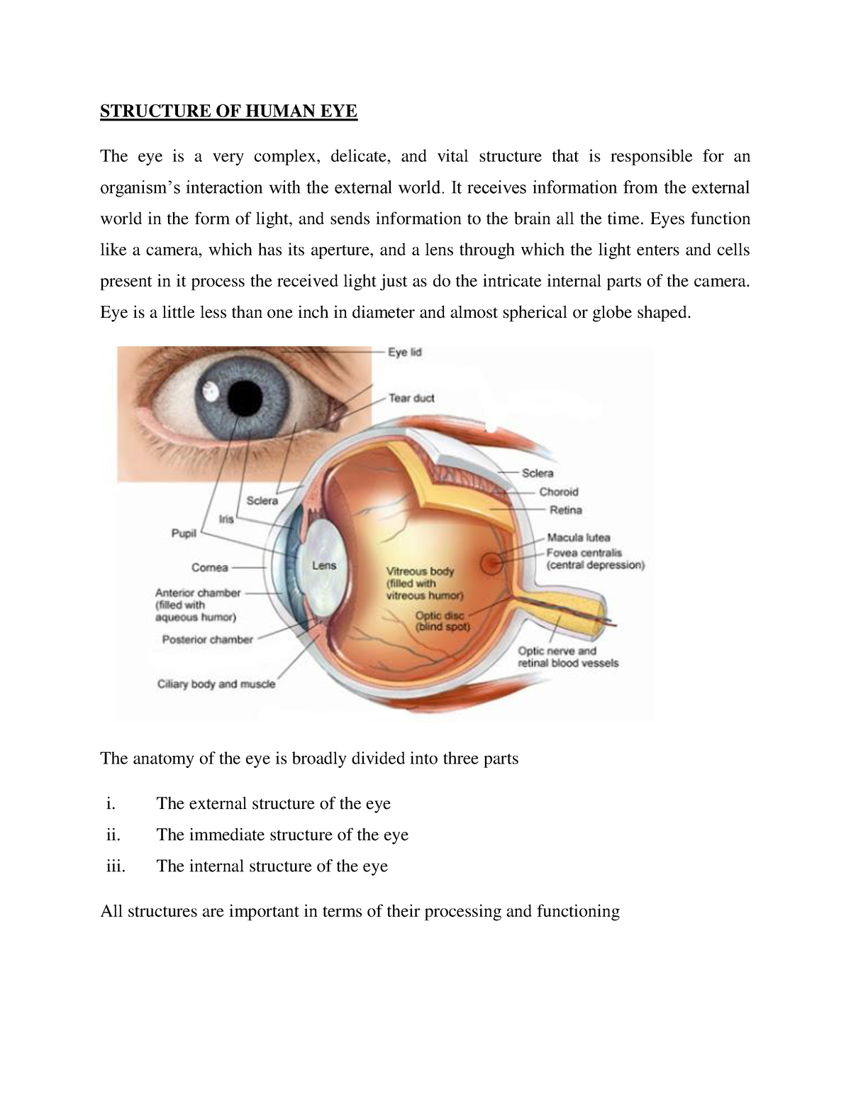 Structure OF Human EYE - 3rd semester - STRUCTURE OF HUMAN EYE The eye ...