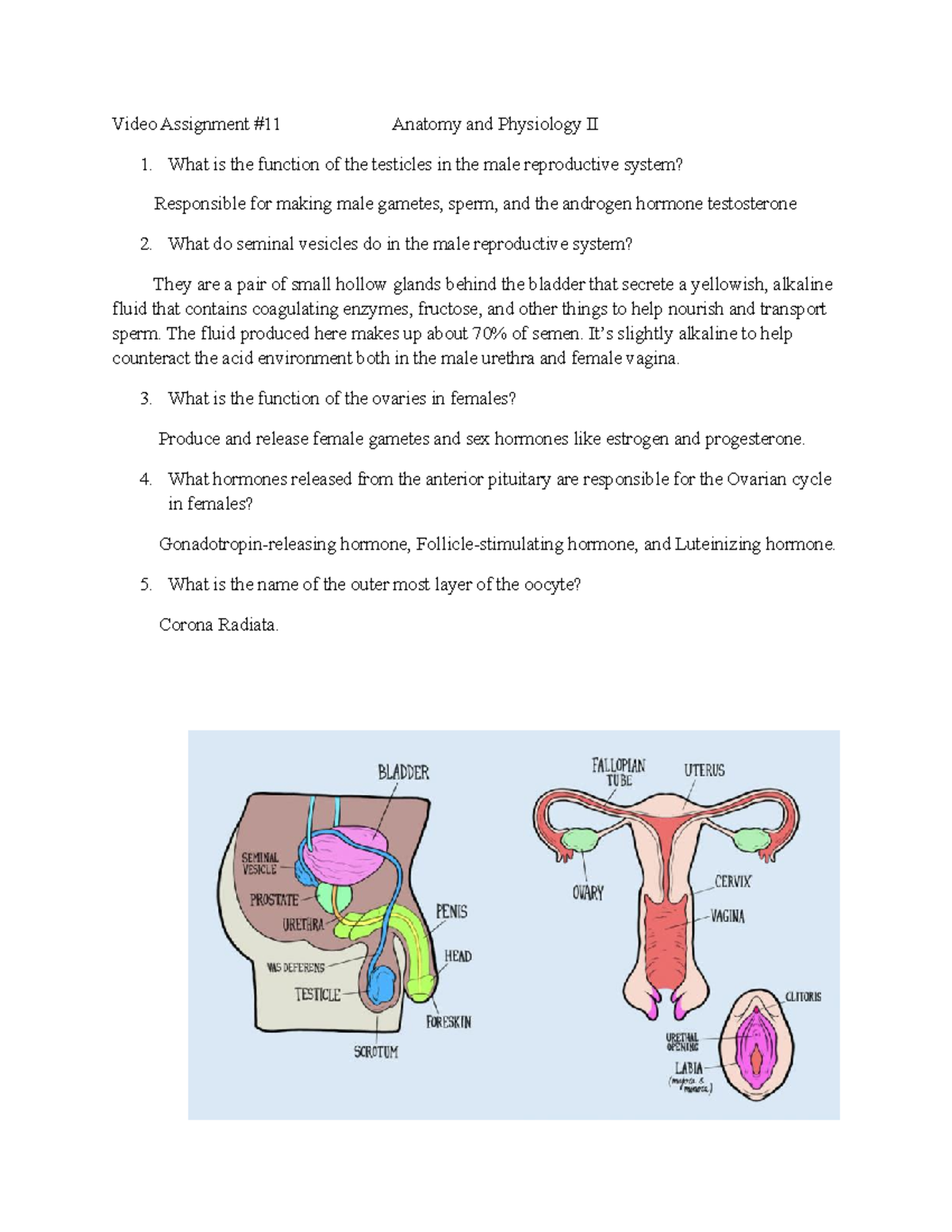 Male Reproductive System Quiz 1 - Video Assignment #11 Anatomy And ...