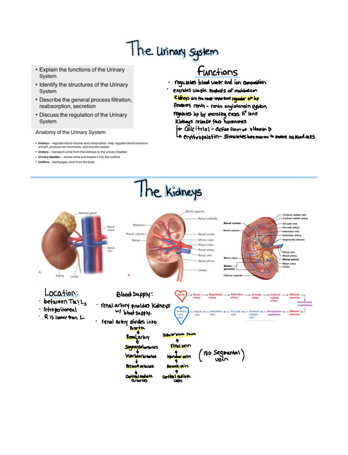 Urinary system - Notes - The Urinary system functions ...