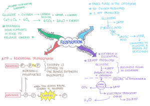 [Solved] define and explain the processes of replication transcription ...