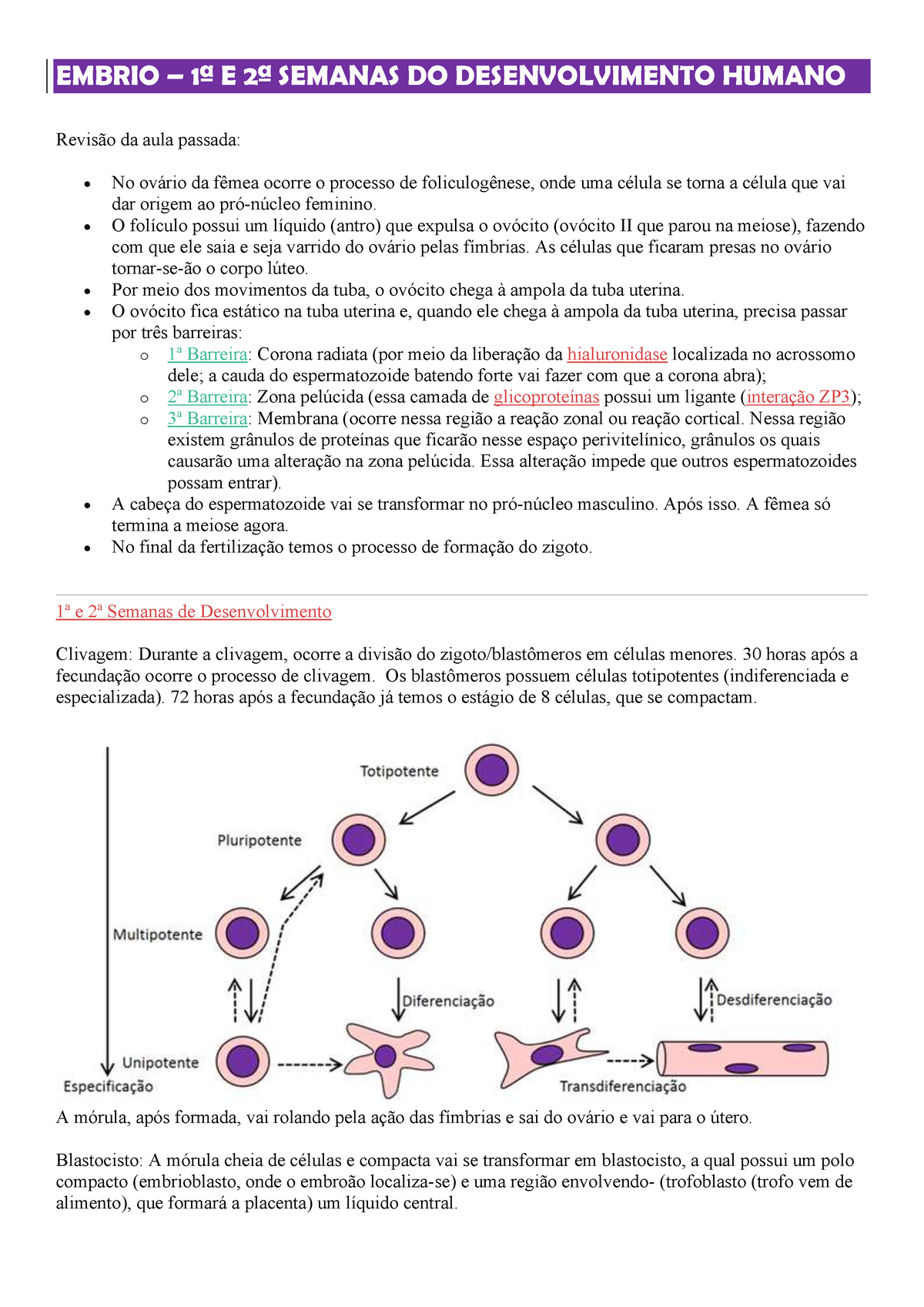 Embriologia - 1ª à 4ª Semanas - EMBRIO – 1ª E 2ª SEMANAS DO ...
