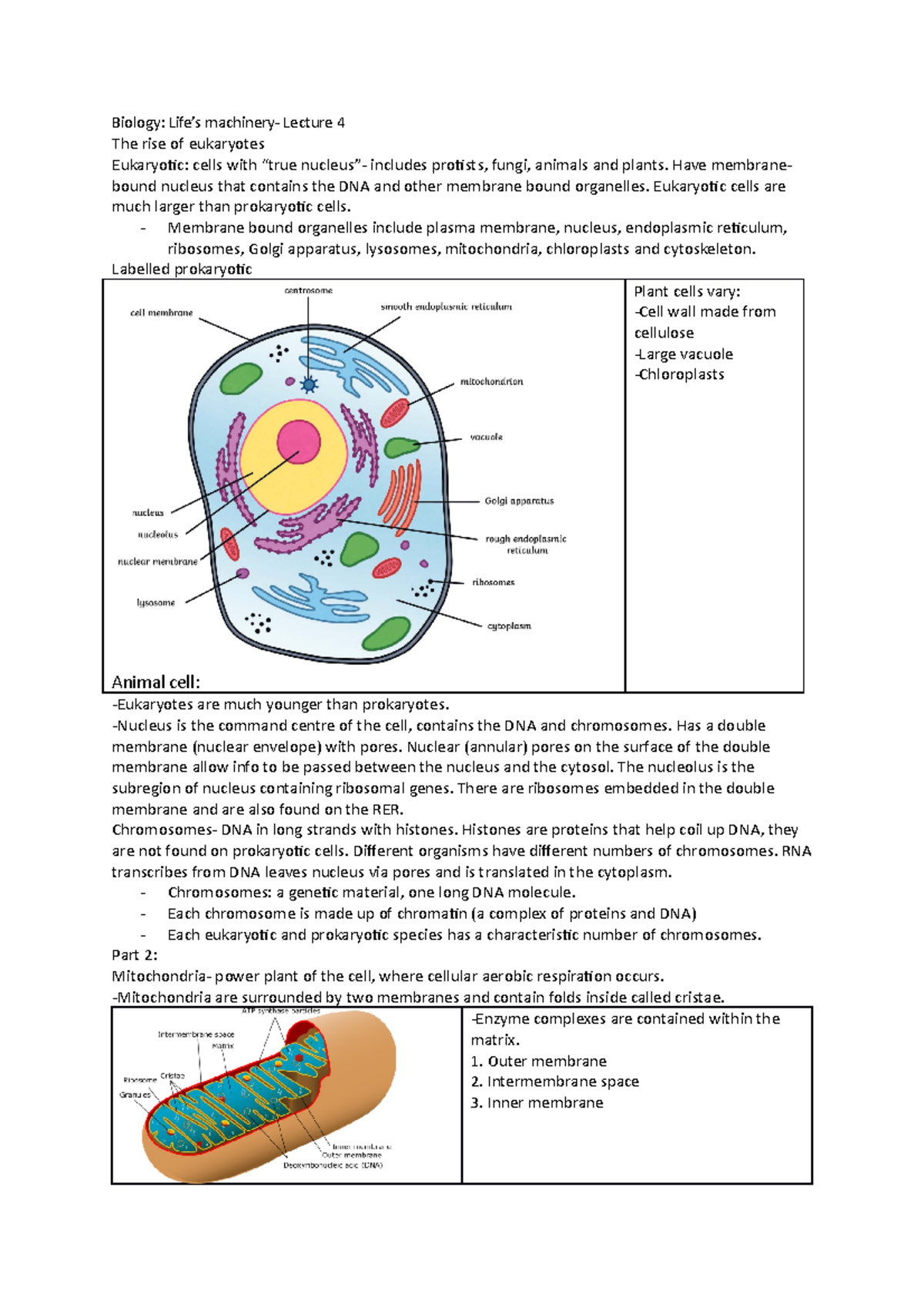 BIO Lecture 4 - Biology: Life’s machinery- Lecture 4 The rise of ...