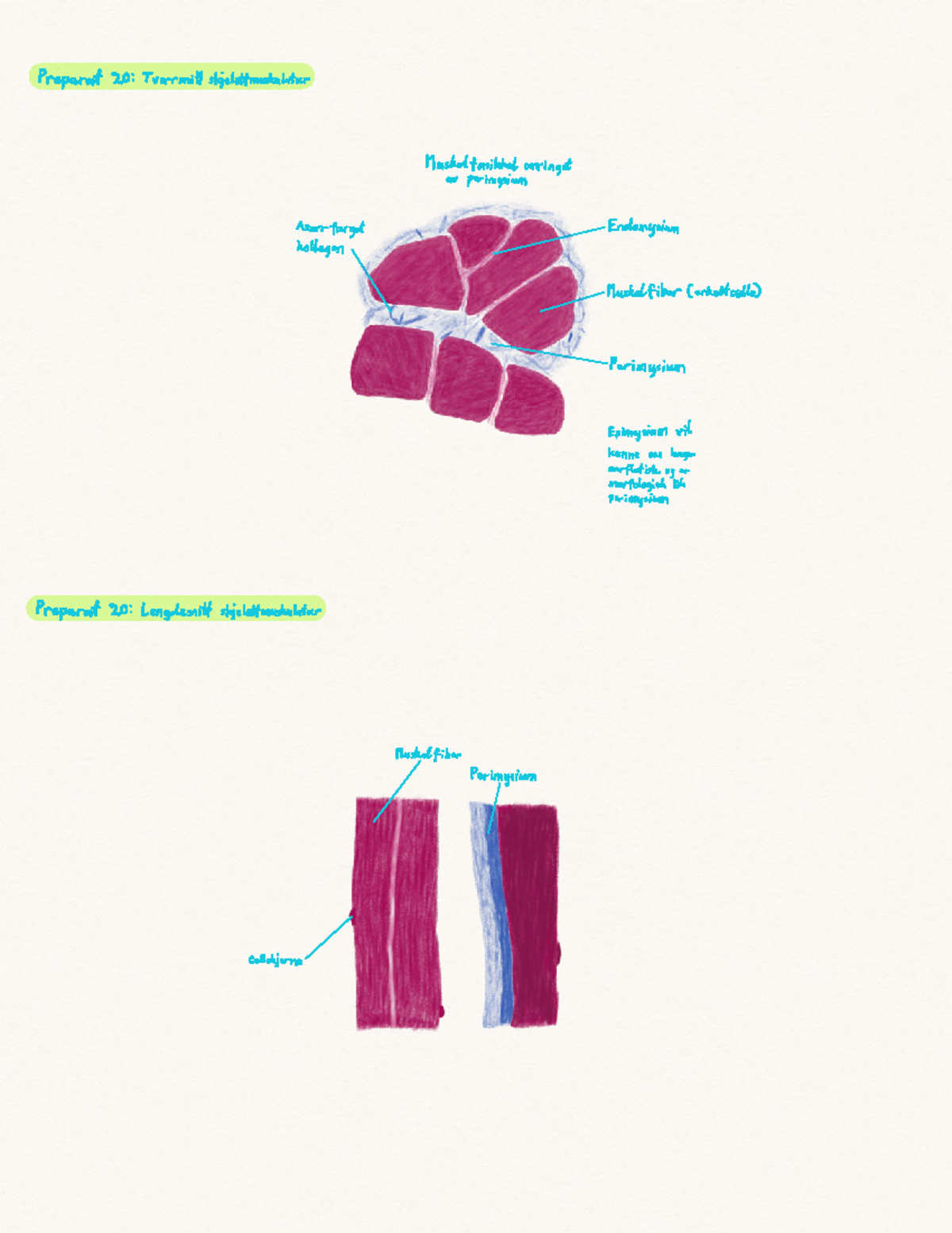 MEDOD 2 Histologi muskel - Preparat 20 Tverrsnittskjelettmuskulatur iii ...