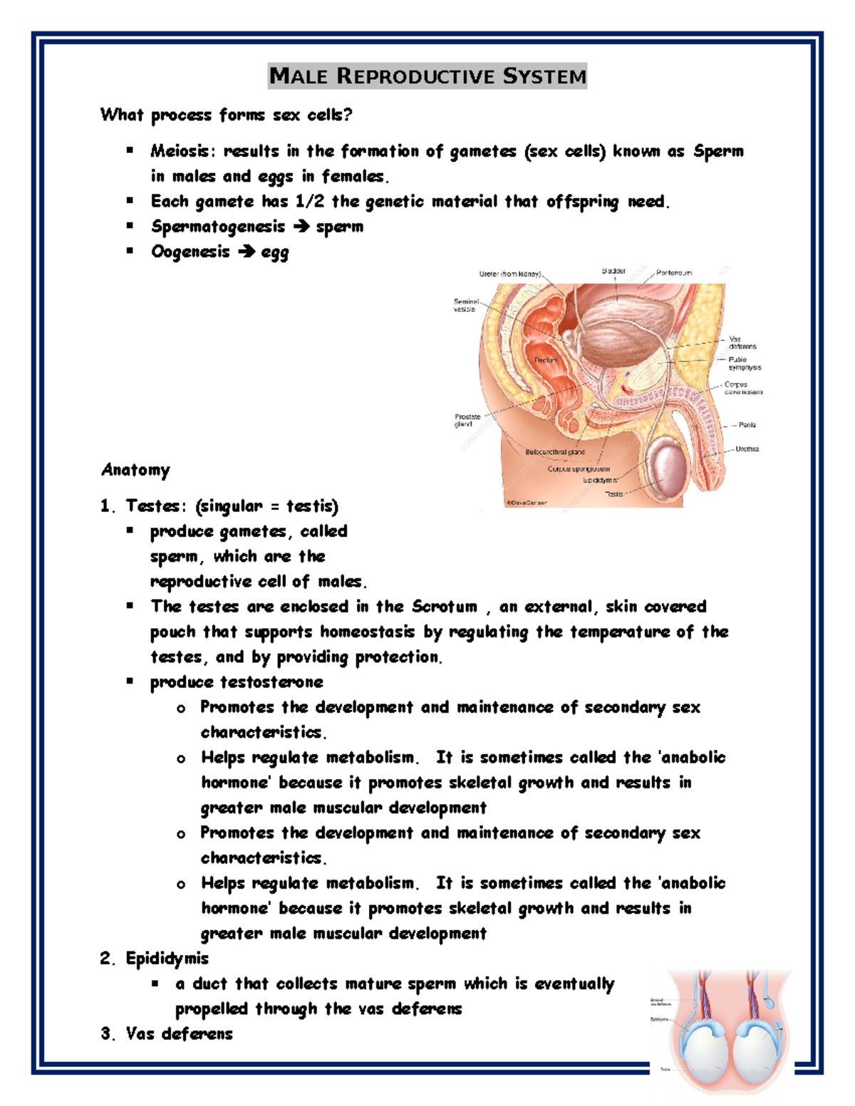 Male+Reproductive+System+Guided+Notes+Form - MALE REPRODUCTIVE SYSTEM ...