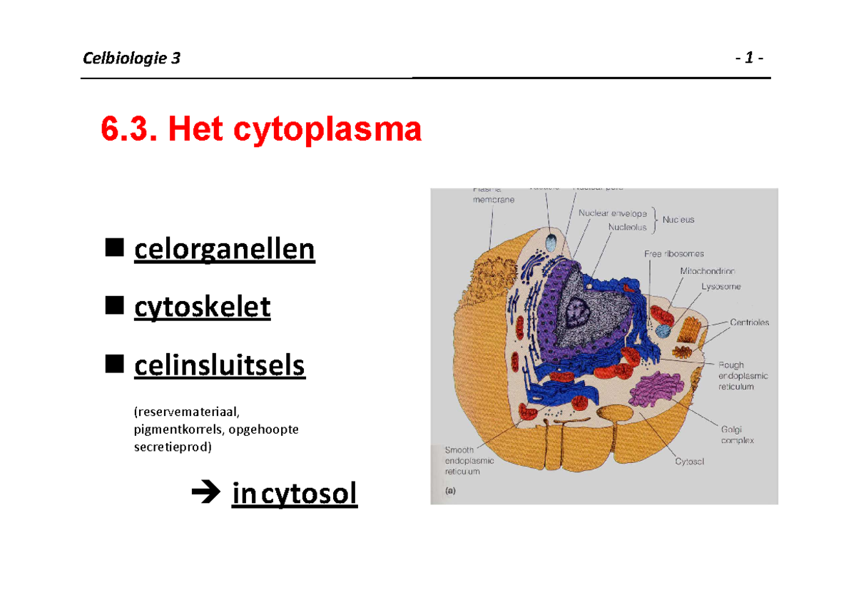 2. celen weefsel bio 3 - Celbiologie 3 - 1 - 6. Het cytoplasma