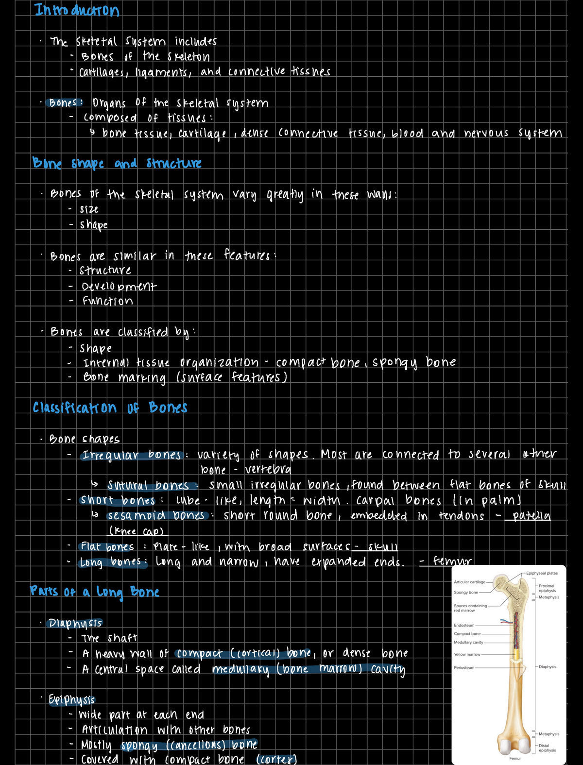 Chapter 7 - Skeletal System - BSC 2401 - Studocu