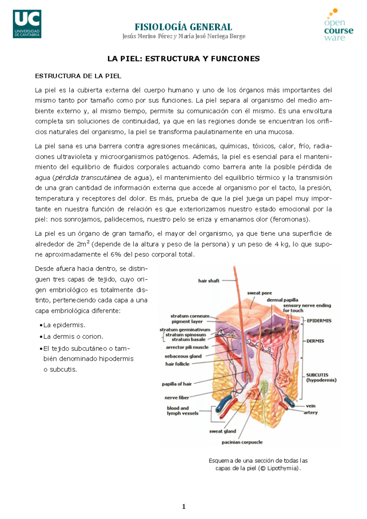 estructura y función de la piel