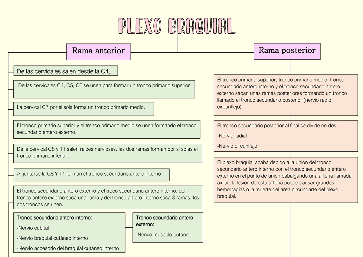 Mapa Conceptual Plexo Braquial Rama Anterior Rama Posterior De Las