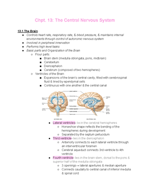 Chapter 17 Notes - Good Resource For Exam Prep - Chpt. 17: The ...