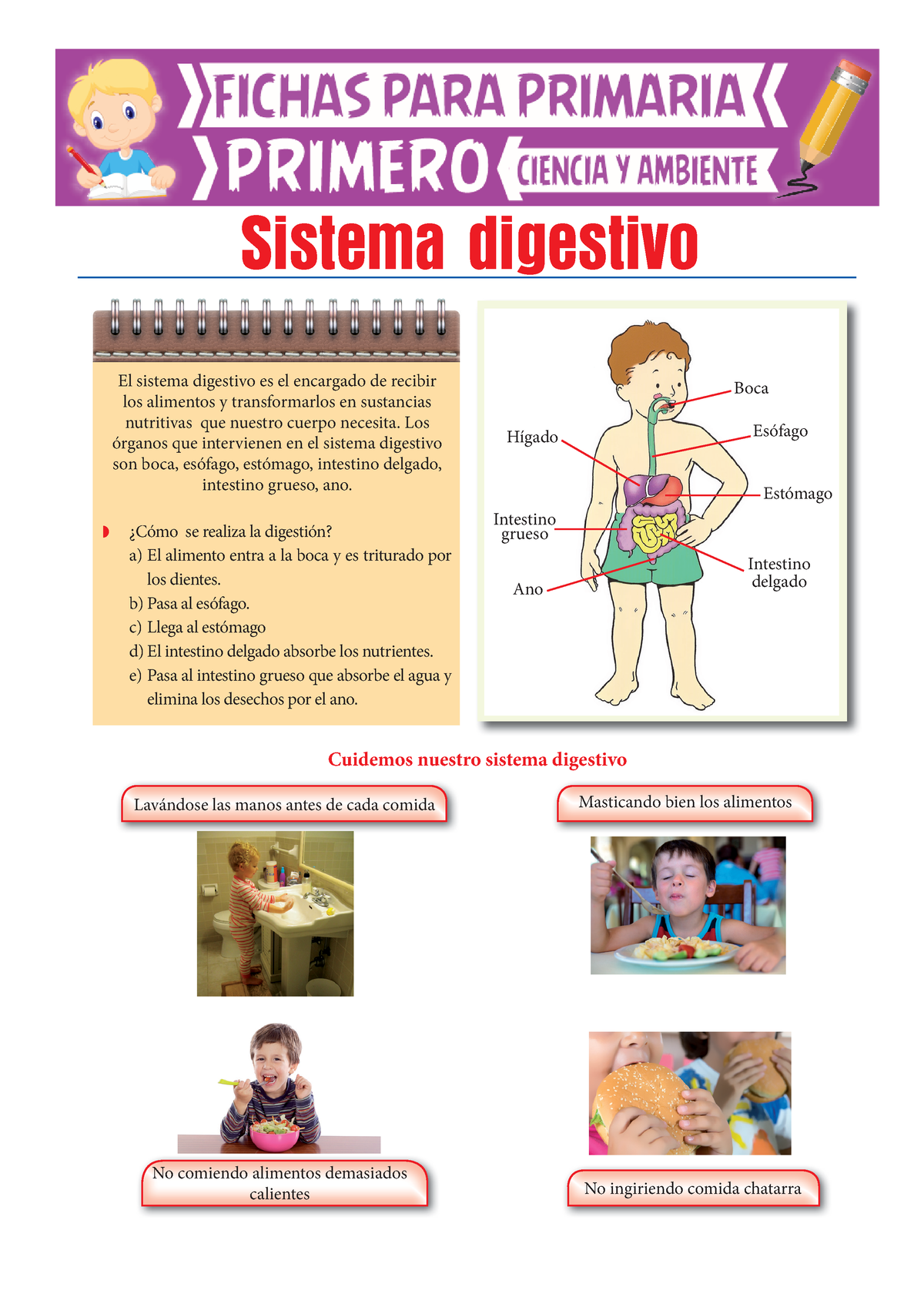 El Sistema Digestivo Para Primero De Primaria El Sistema Digestivo Es El Encargado De Recibir 7805