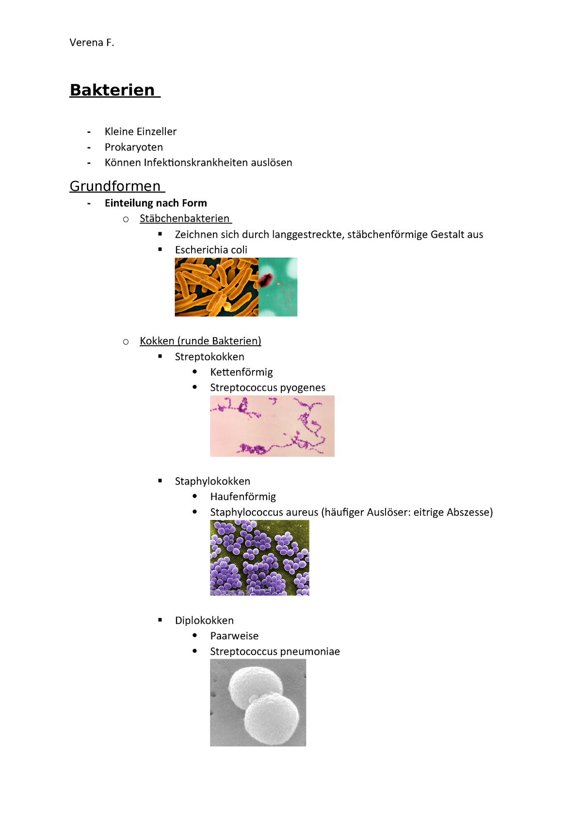Bakterien Kurzzusammenfassung Studocu