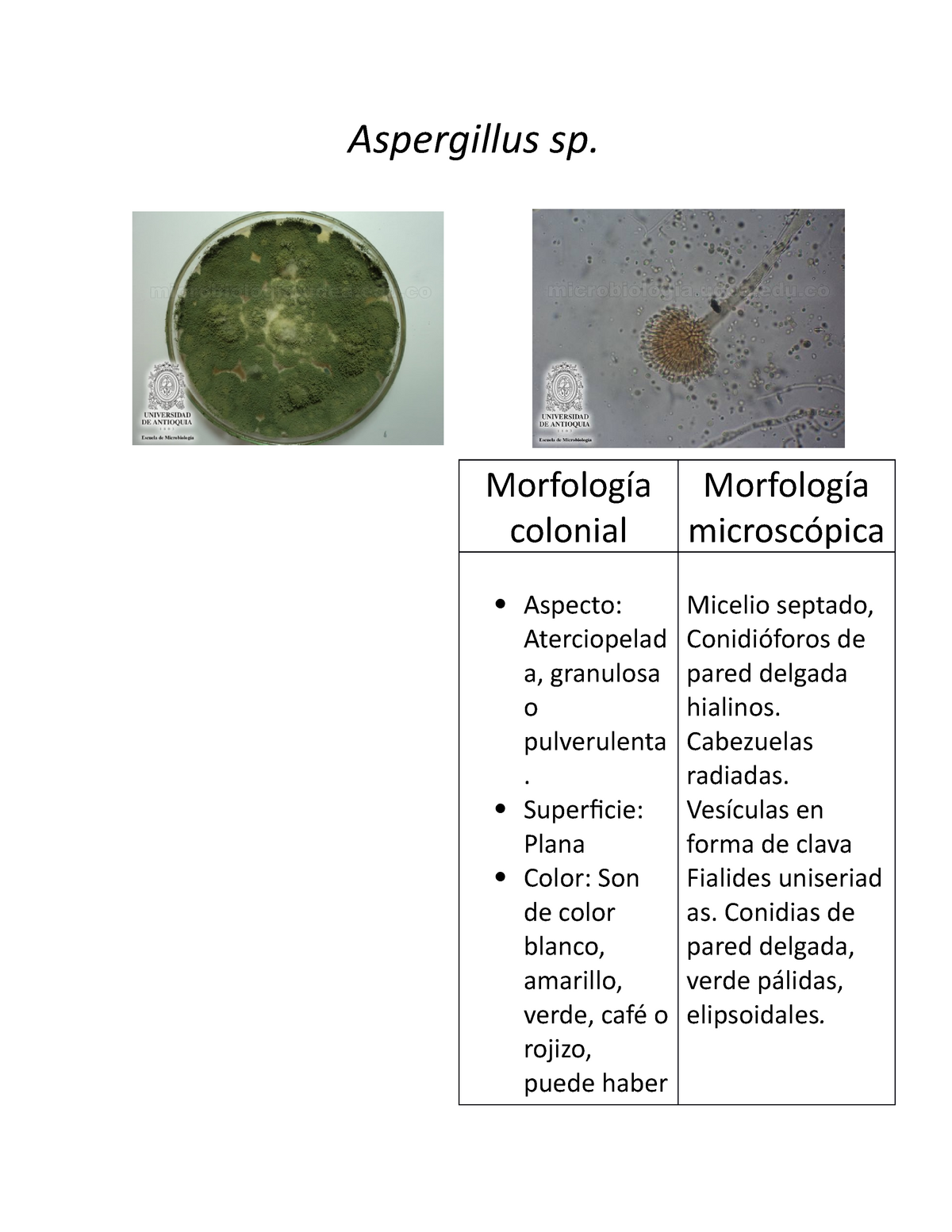 266474988 Atlas De Micologia Aspergillus Sp Morfología Colonial