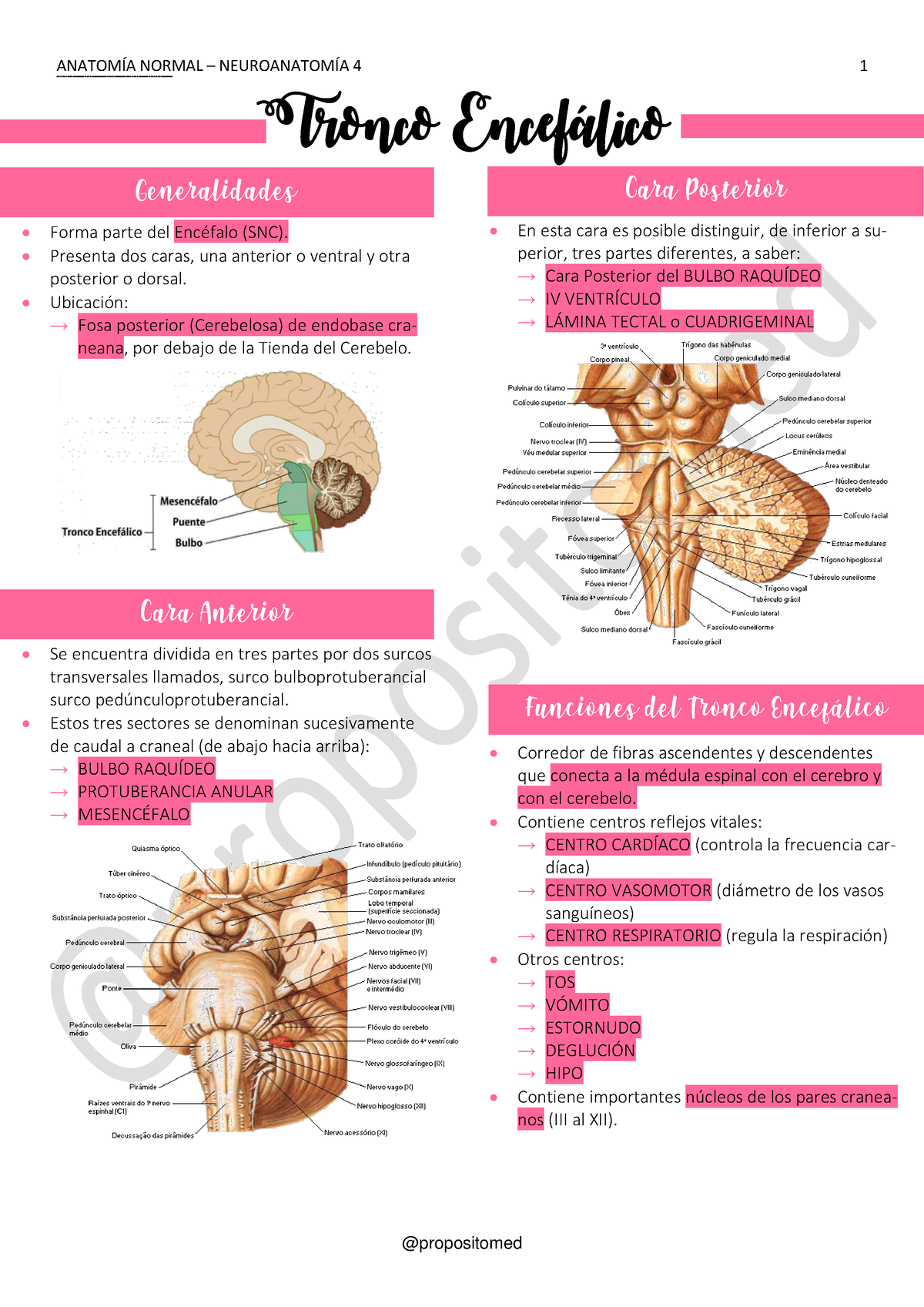 Tronco Encefálico ANATOMÕA NORMAL NEUROANATOMÕA propositomed