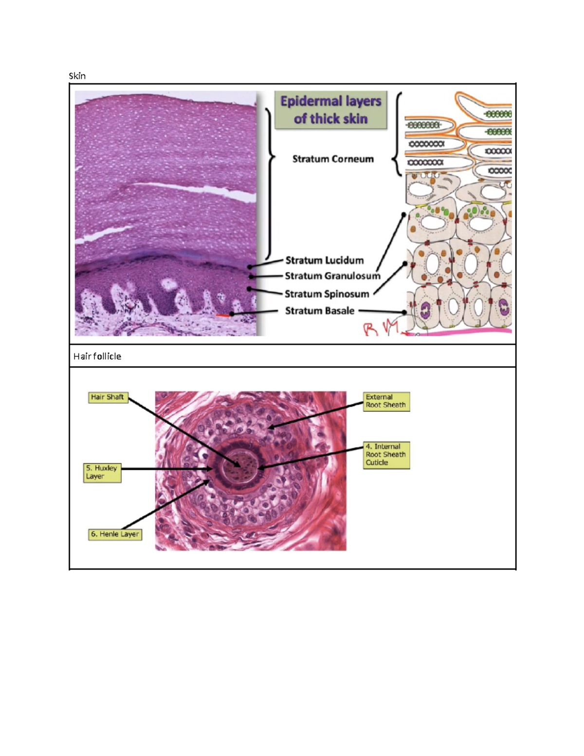 Skin - notes - Skin Epidermal layers of thick skin Stratum Corneum ...