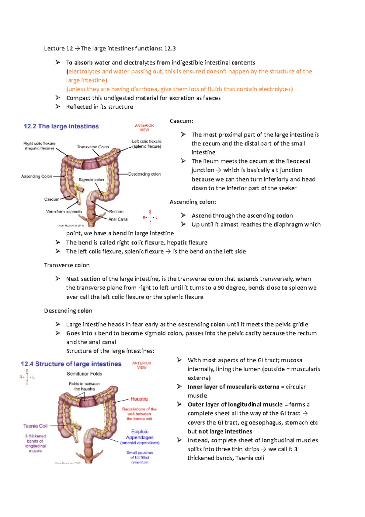 Lecture 12 large intestine Lecture 12 →The large intestines functions
