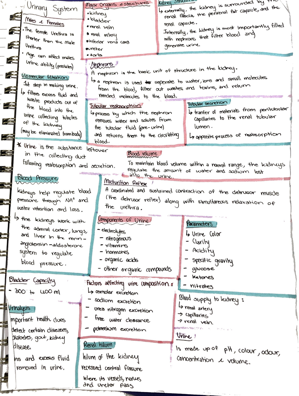 Urinary system - Introduction to Nursing - Studocu