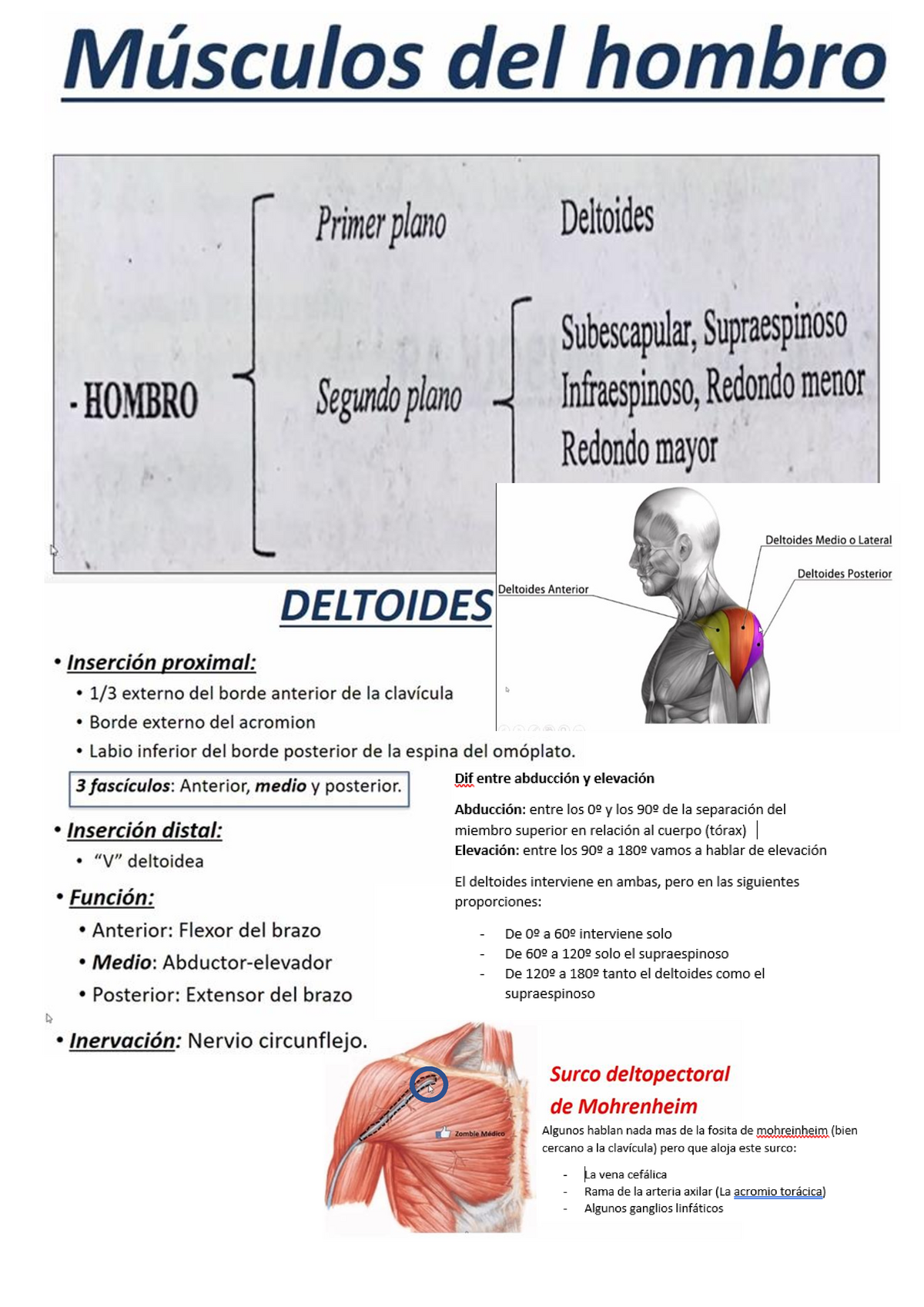 Musculos Del MMSS - Resumen Mmss - Warning: TT: Undefined Function: 32 ...