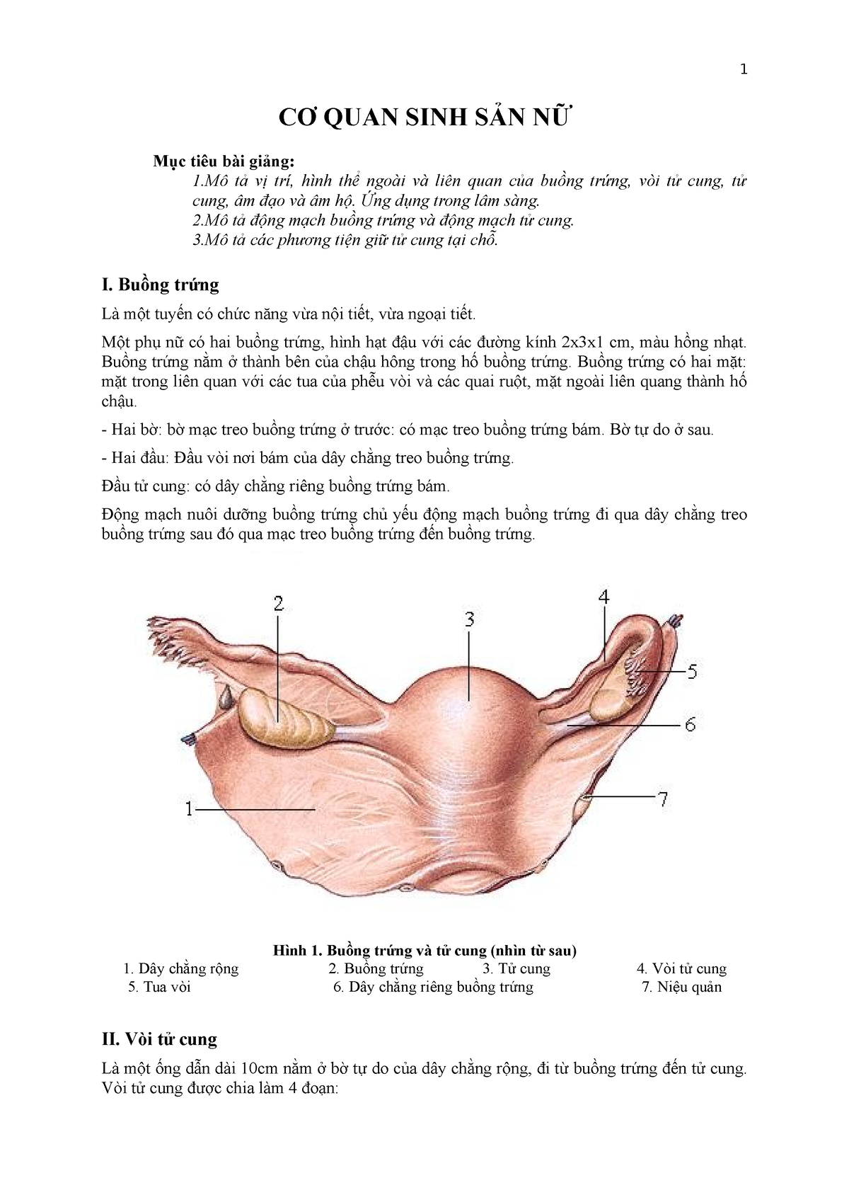 Mô hình giải phẫu bộ phận sinh dục nữ và khung chậu