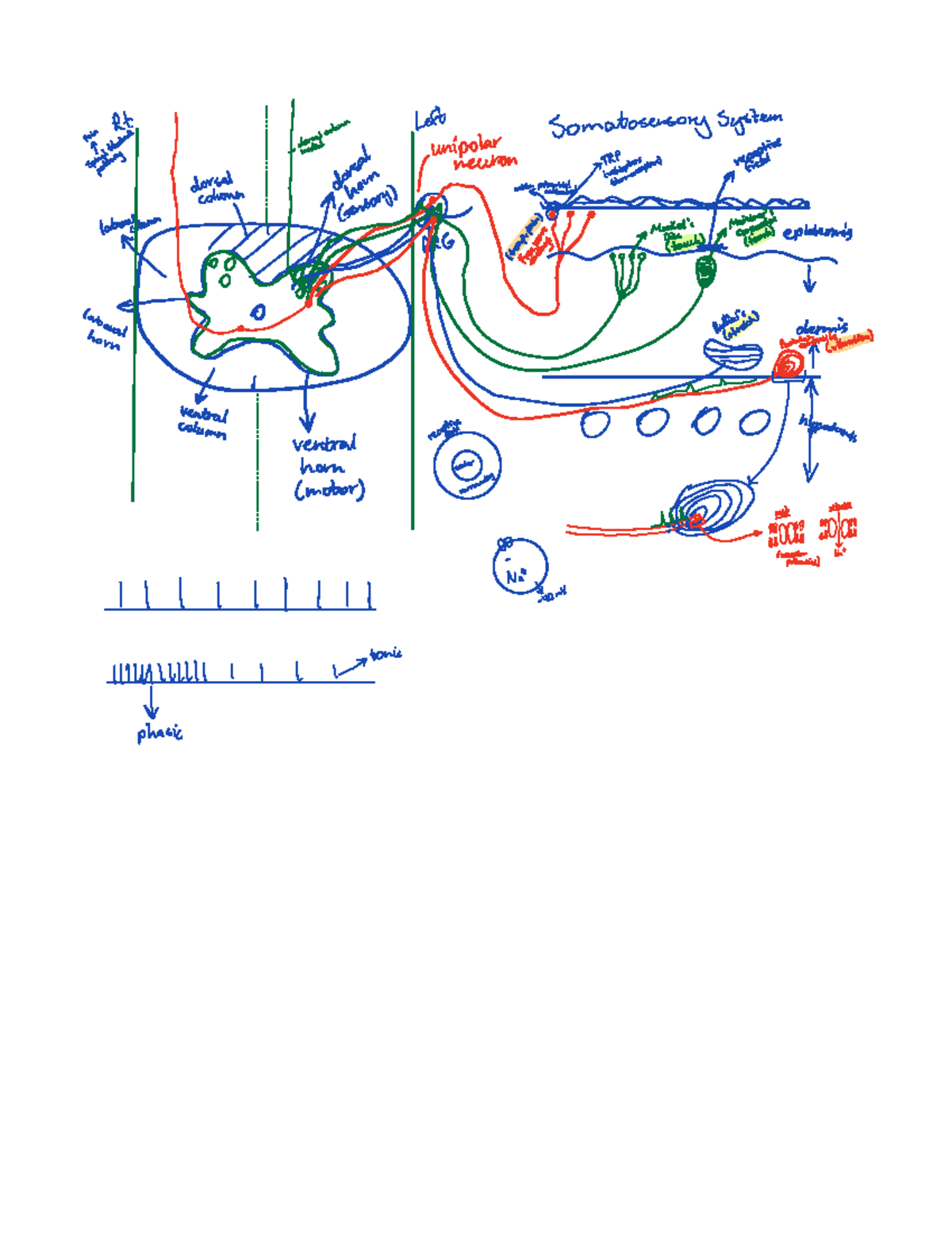 Somatosensory System Sketch - NSC 3361 - SomatosensorySystem Y I É I é ...