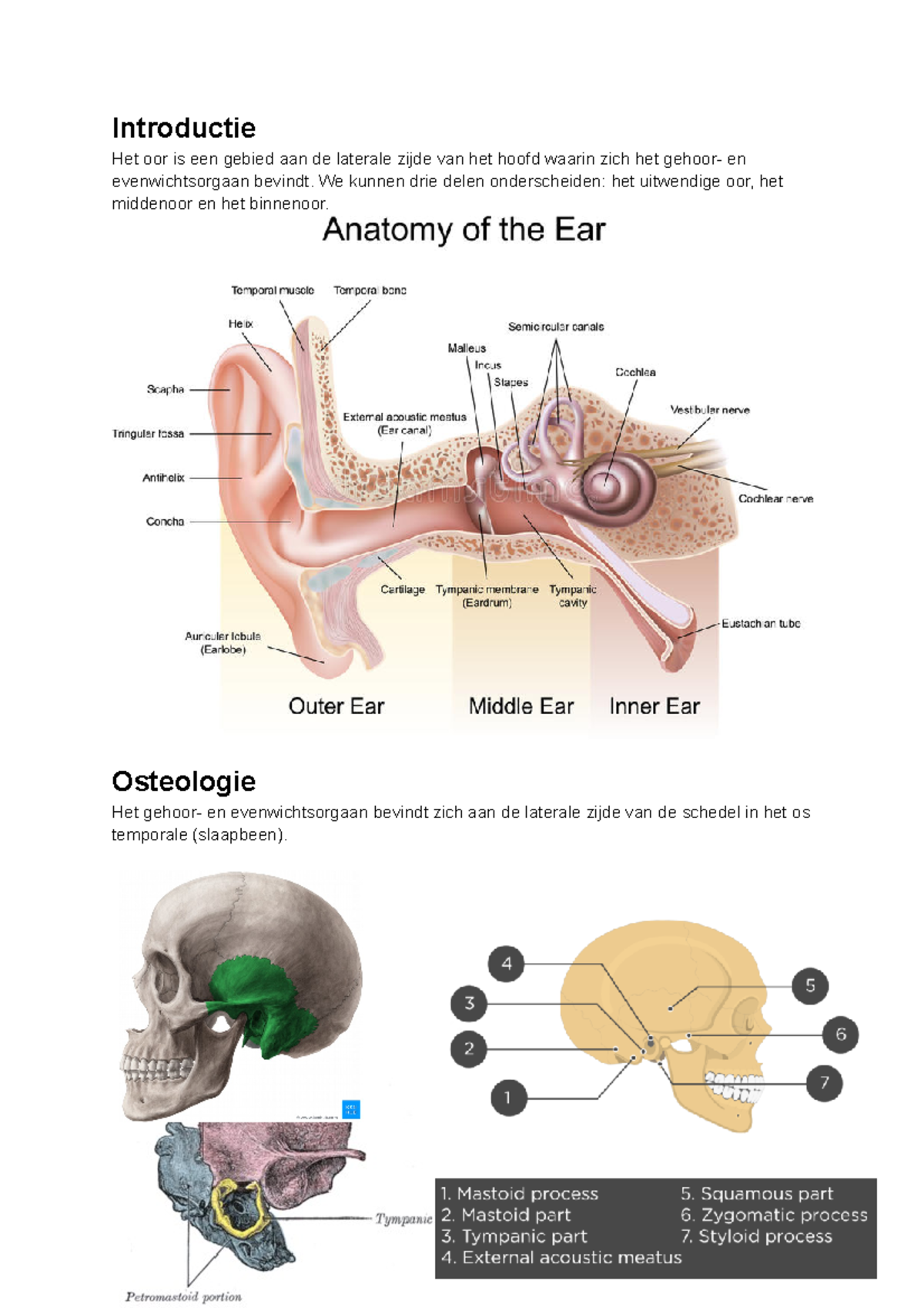 Anatomie Van Het Oor - Introductie Het Oor Is Een Gebied Aan De ...