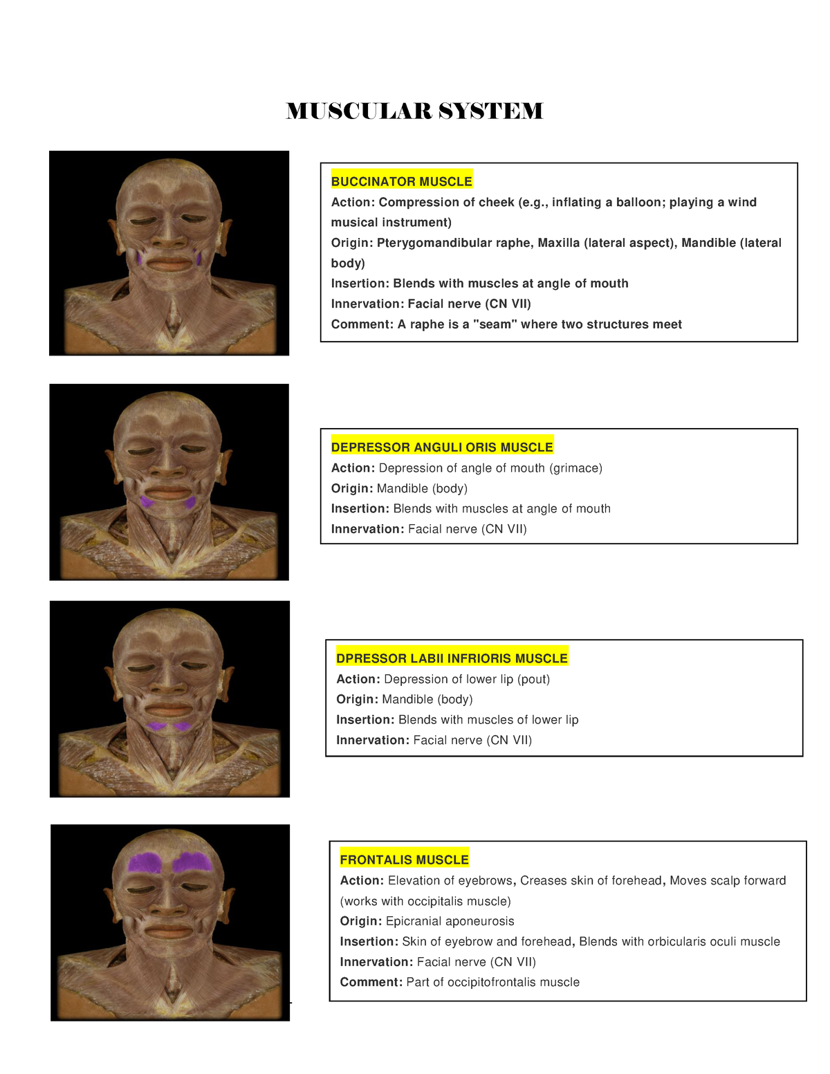 Muscular System FRONTALIS MUSCLE Action Elevation of eyebrows