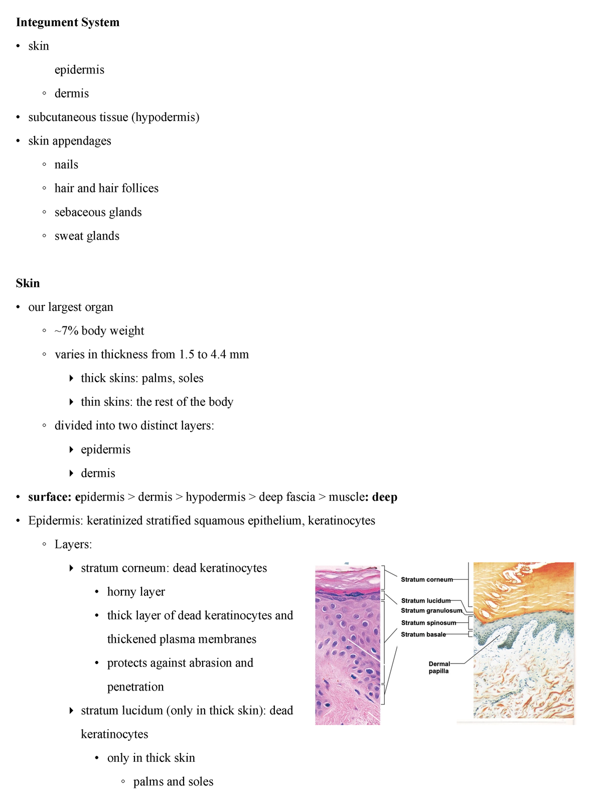 Integument System Notes - Integument System Skin Epidermis Dermis ...