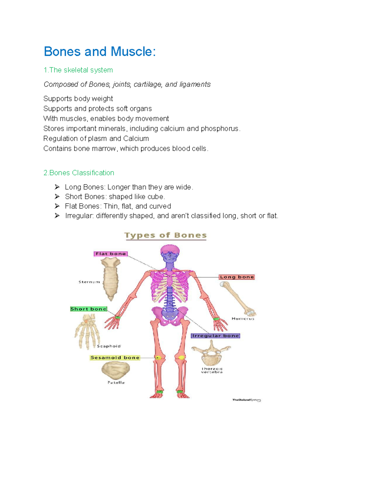 Bones and Muscles - Bones and Muscle: 1 skeletal system Composed of ...