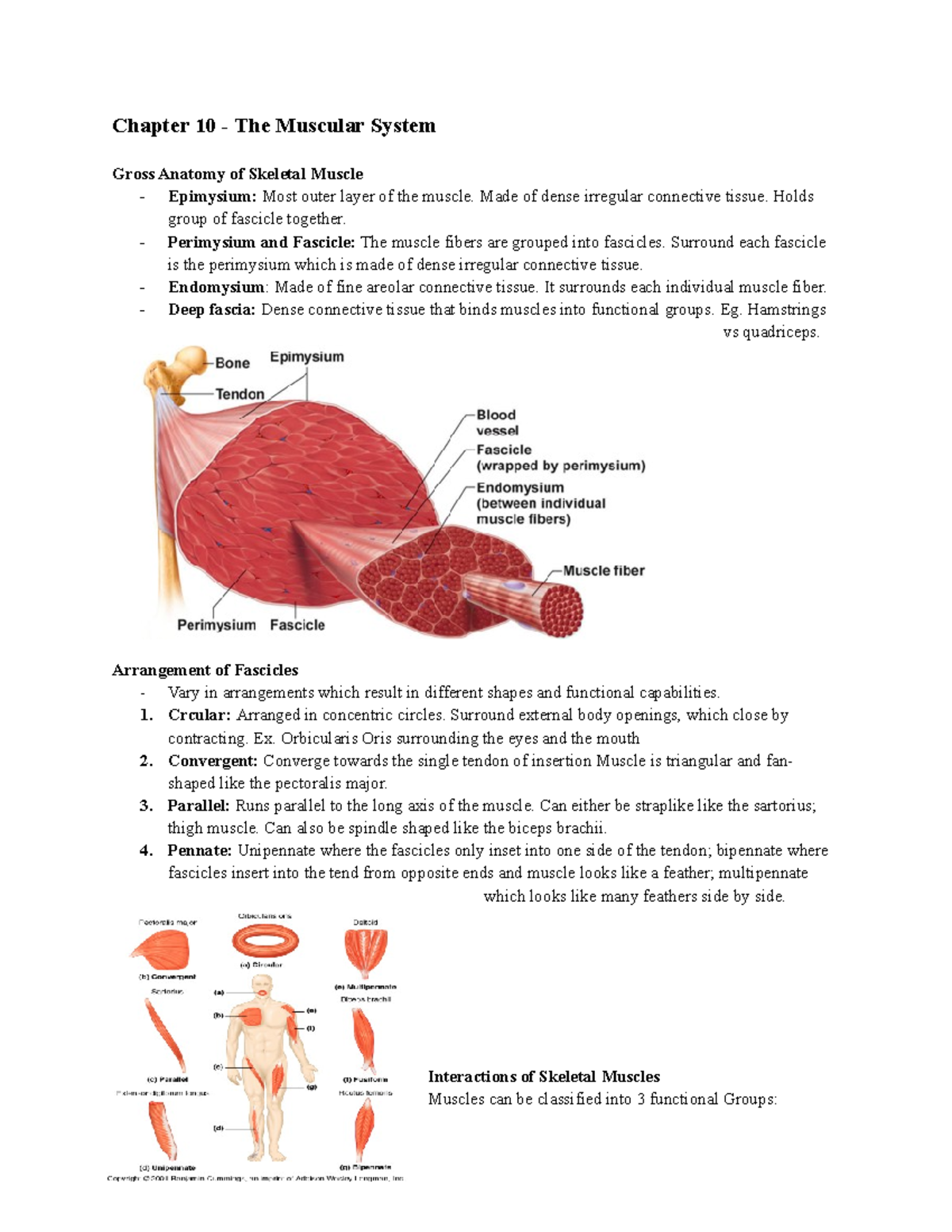 Summary Anatomy for Dentistry - Chapter 10 The Muscular System Gross ...