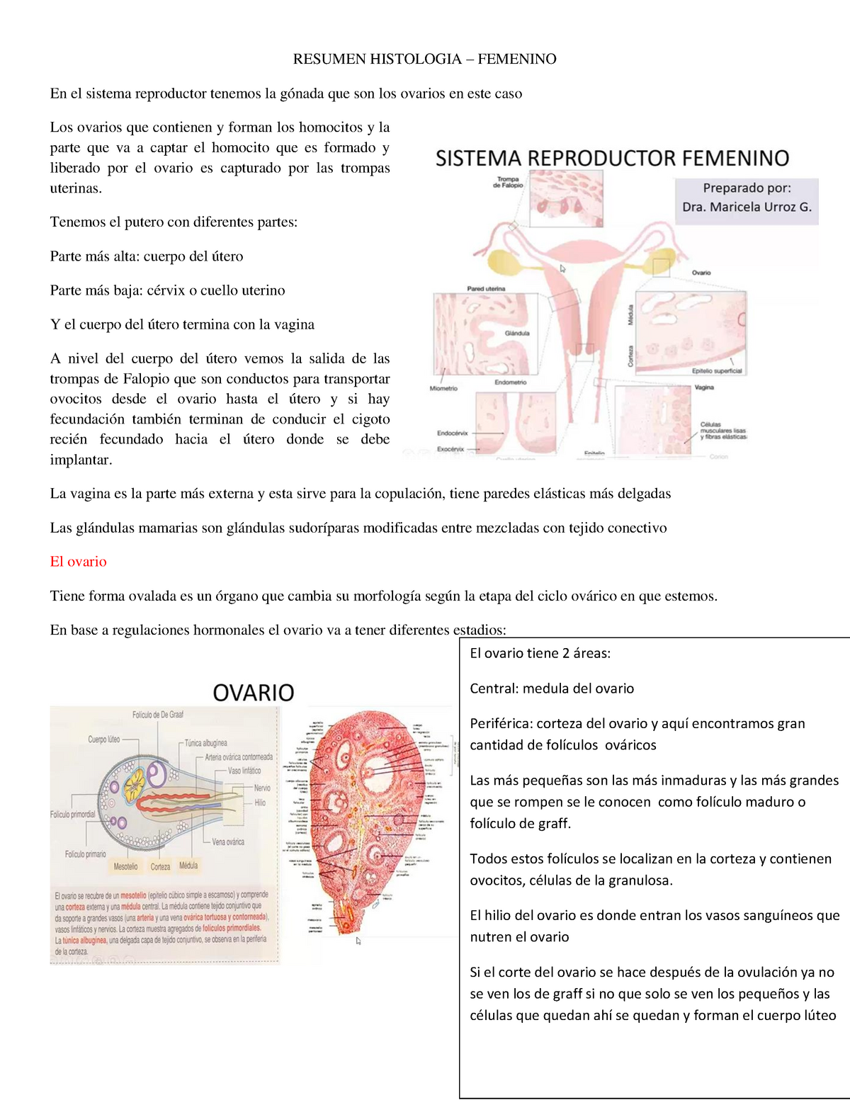 histología del endocérvix