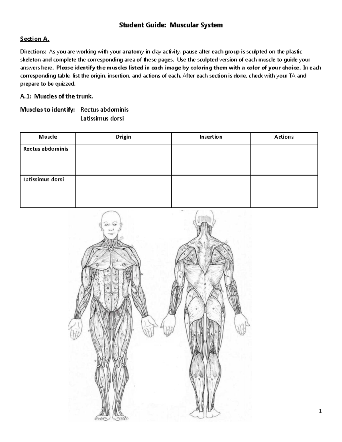 Muscles 2-Student Activity F18 Student Guide Muscular System Section