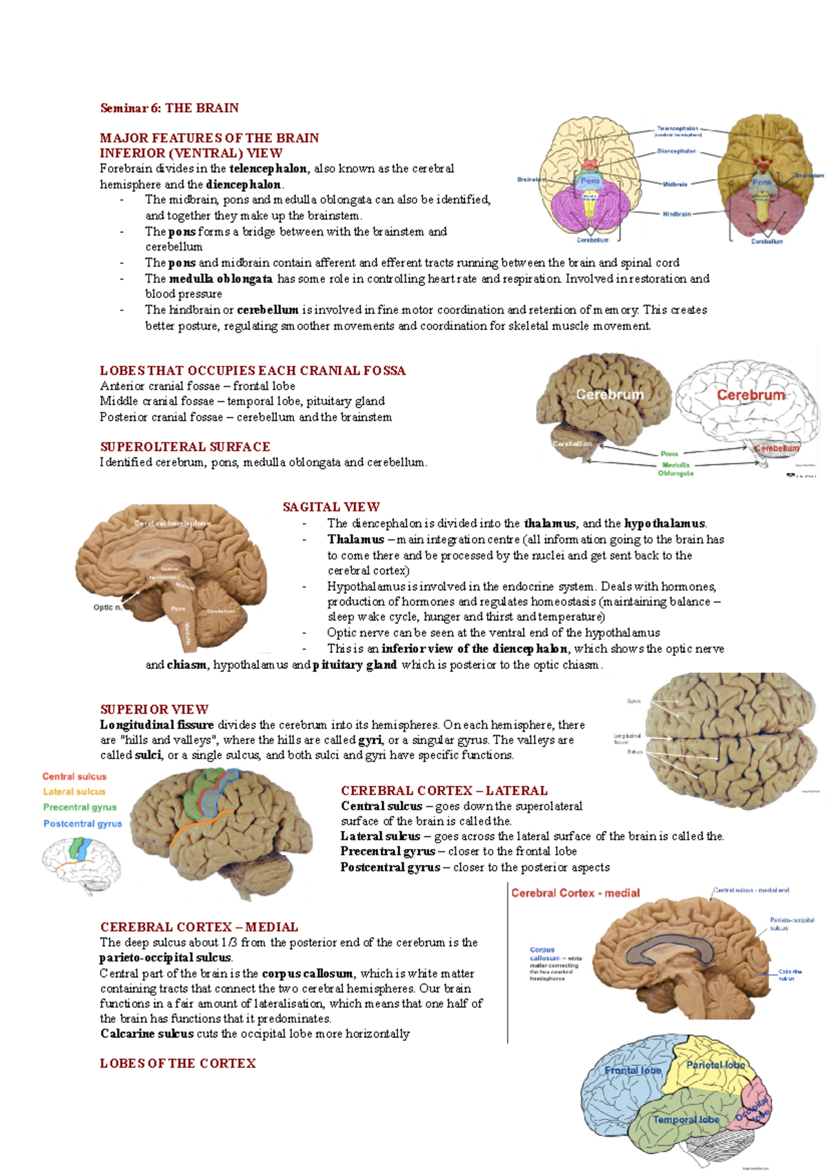 Seminar 6 - The brain - Seminar 6: THE BRAIN MAJOR FEATURES OF THE ...