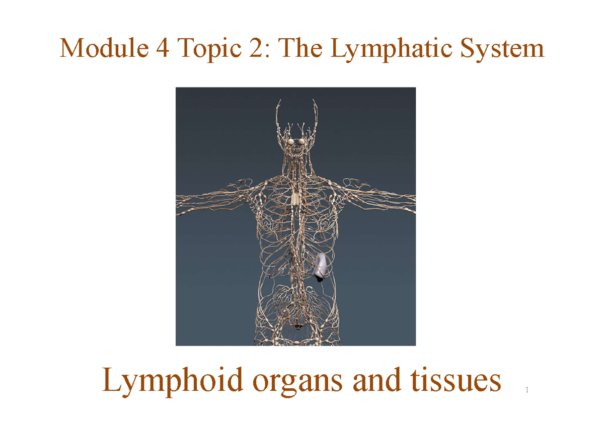 Module 9 Overview Of The Lymphatic System And Immunit - vrogue.co