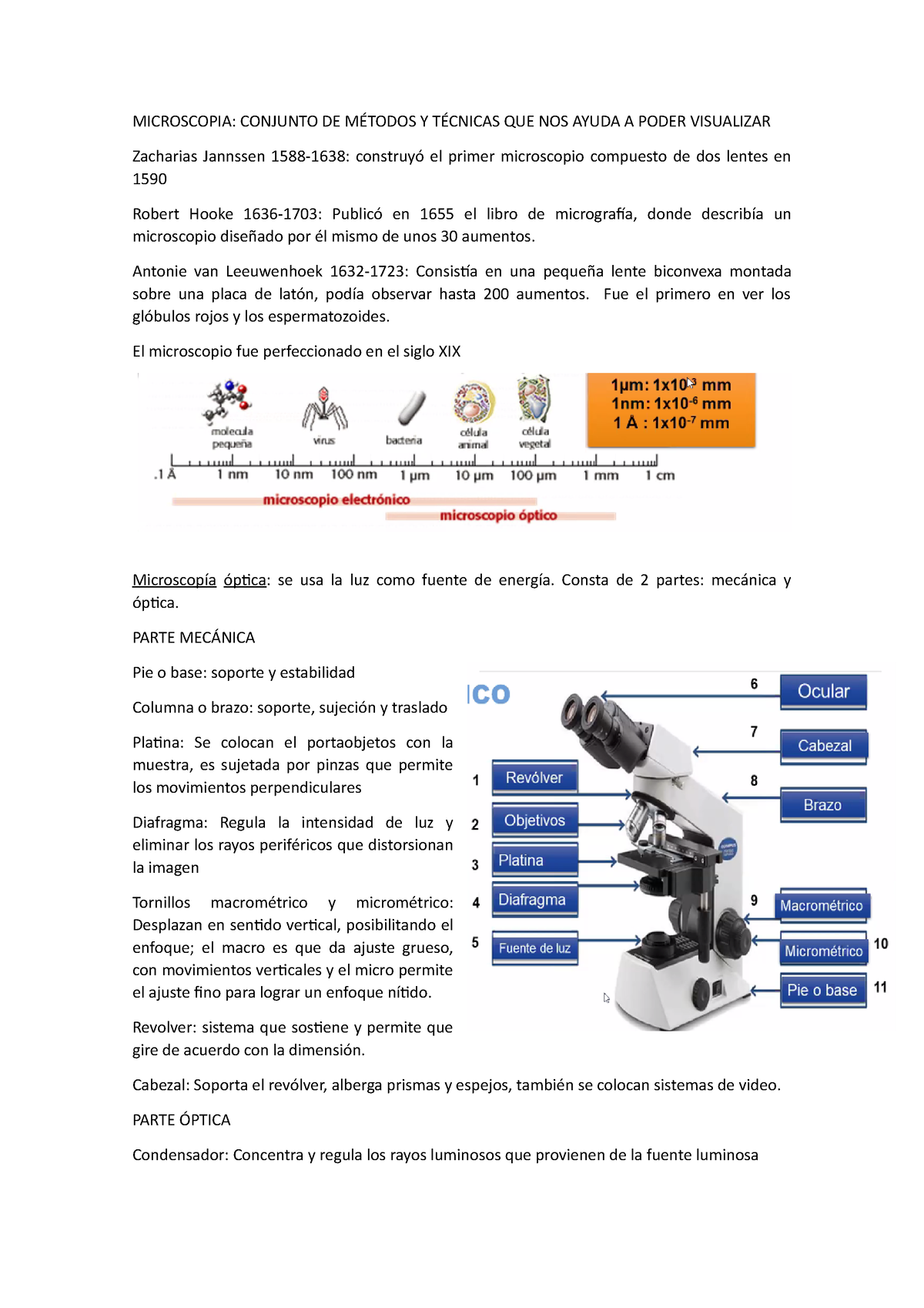 Microscopia - Bio - MICROSCOPIA: CONJUNTO DE MÉTODOS Y TÉCNICAS QUE NOS ...