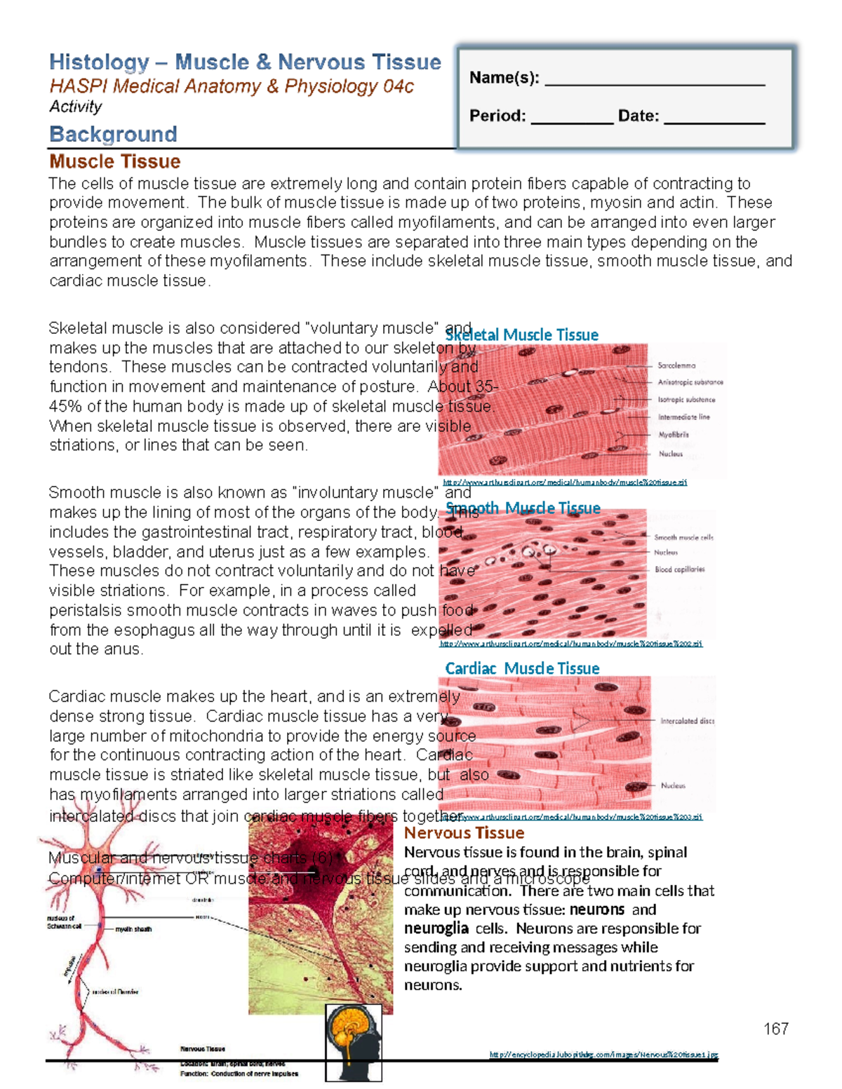 04c muscle nervous tissues Nervous Tissue Nervous tissue is found in