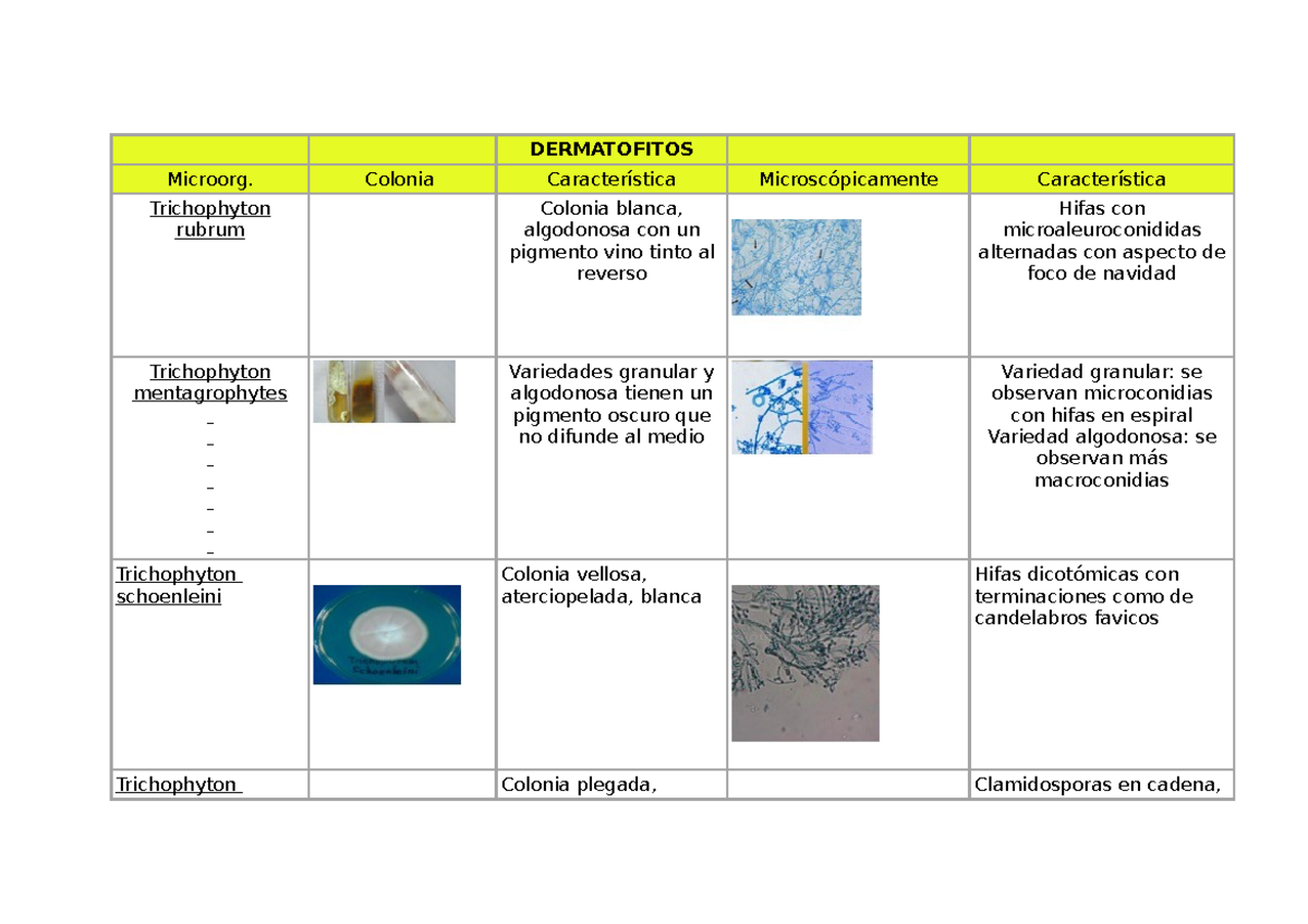 Dermatofitos - DERMATOFITOS Microorg. Colonia Característica ...