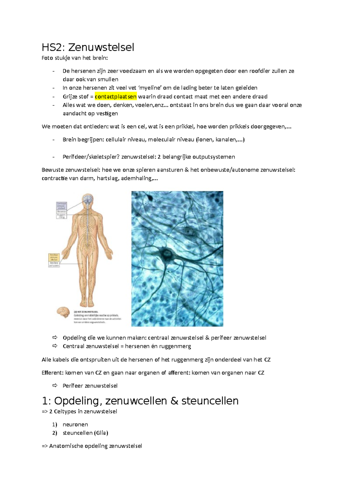 Fysiologie (HS2) - 7 - HS2: Zenuwstelsel Foto Stukje Van Het Brein: De ...