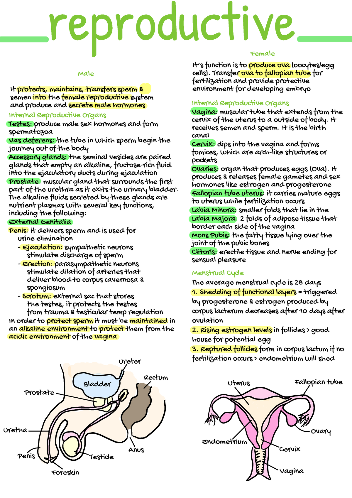 Handwritten Reproductive - It protects, maintains, transfers sperm ...