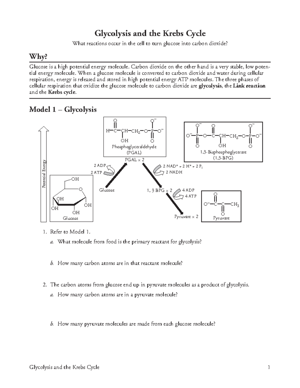 9 Glycolysis and the Krebs Cycle-S - Carbon dioxide on the other hand ...