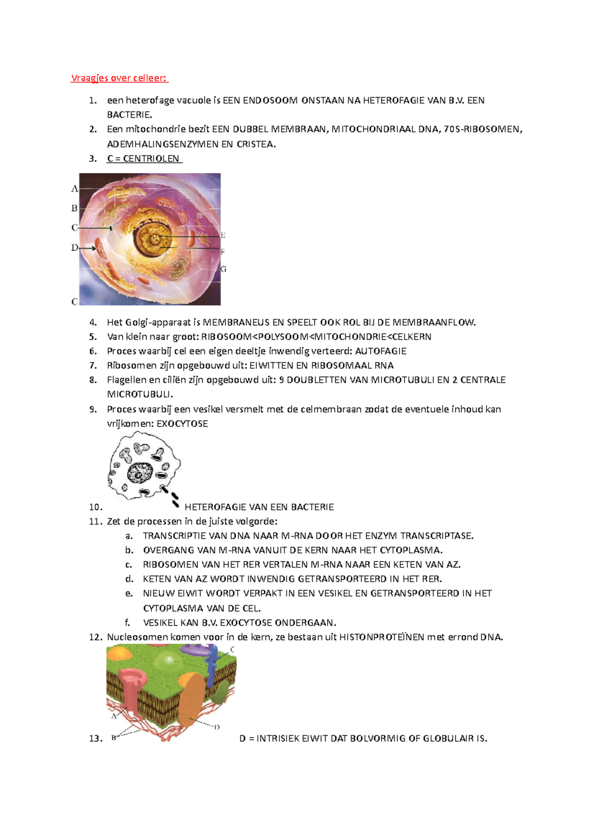 Vraagjes over celleer - Vraagjes over celleer: een heterofage vacuole ...