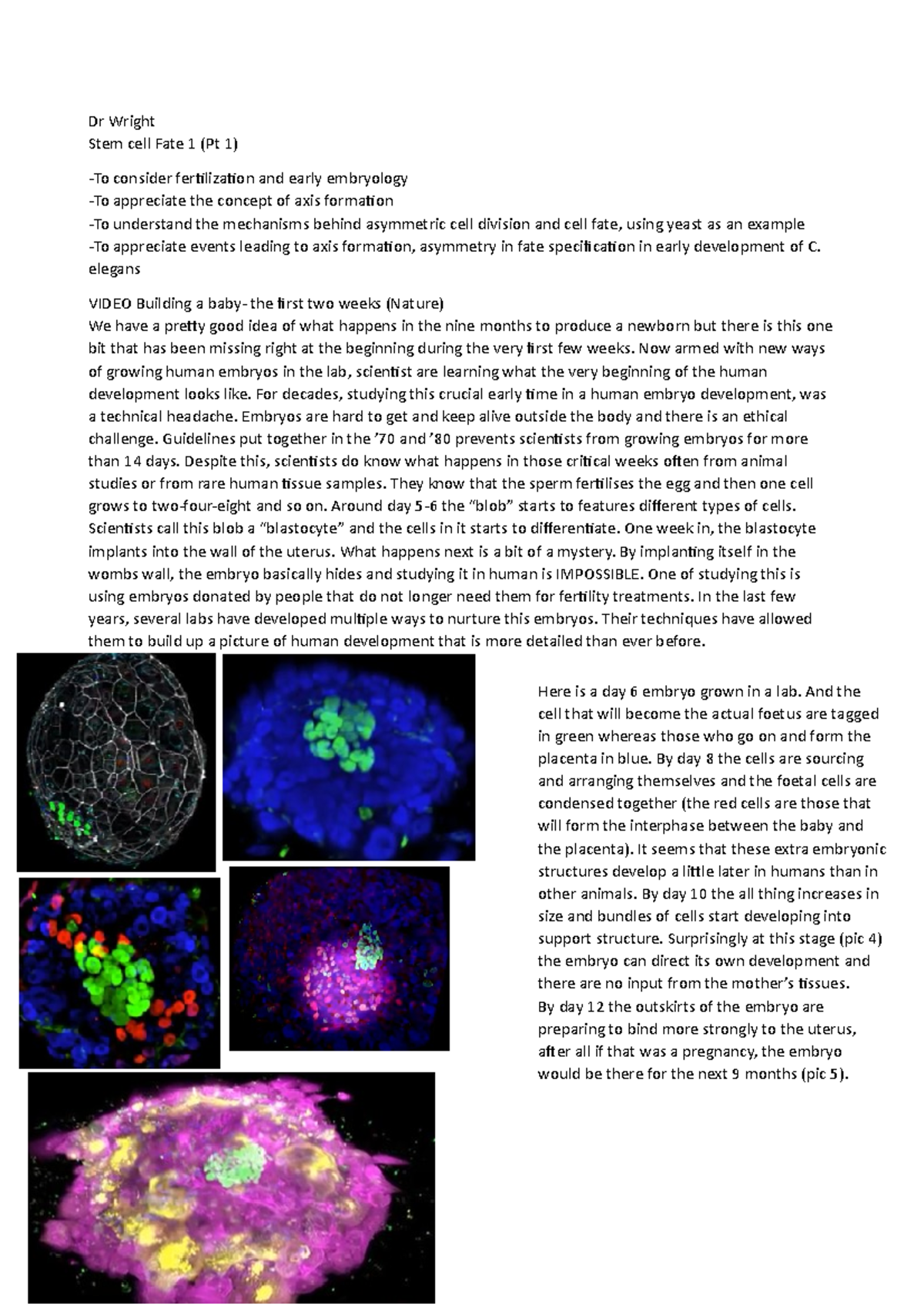 Stem cells fate 1-Dr Wright - Dr Wright Stem cell Fate 1 (Pt 1) -To ...